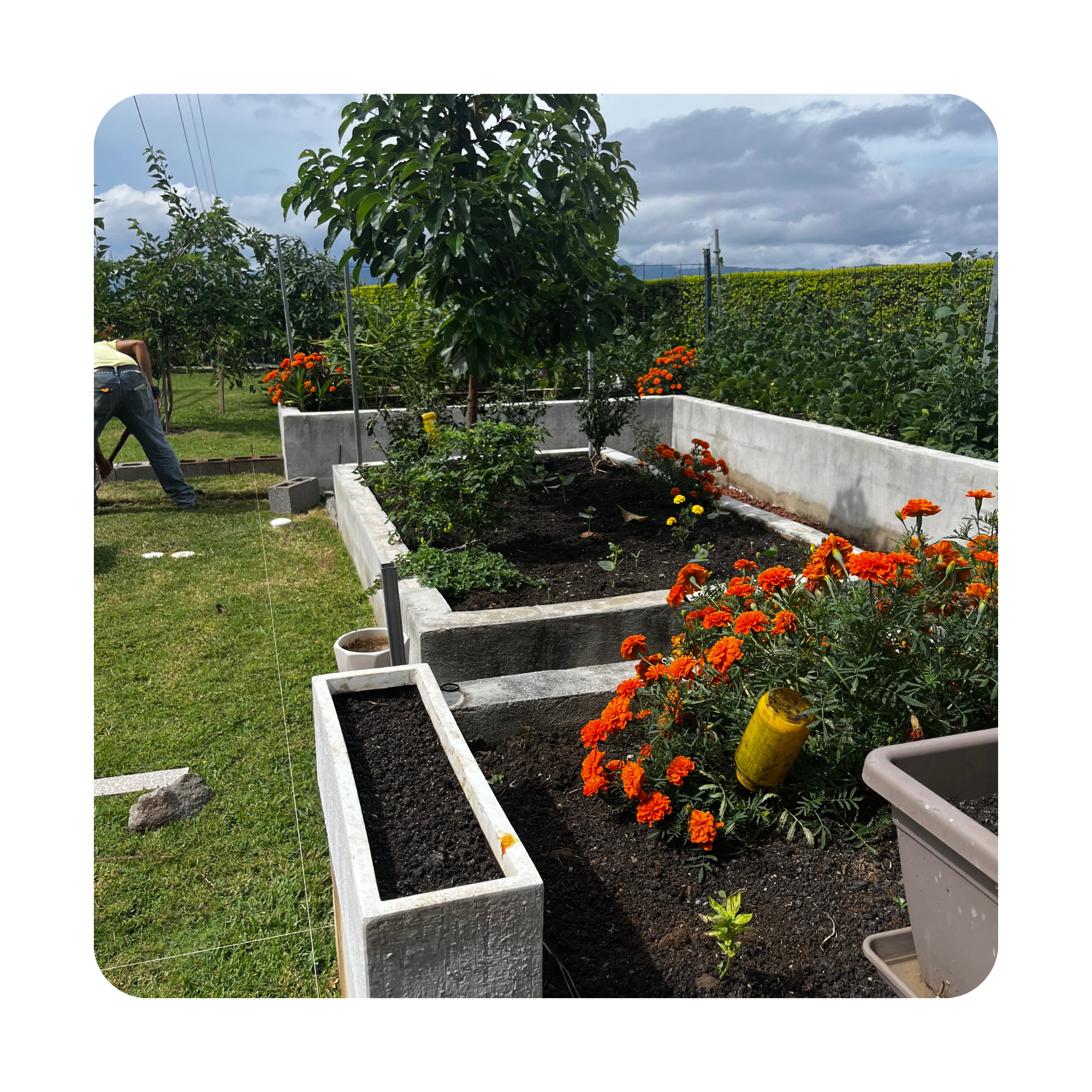 Jardín con plantas y flores en macetas de cemento, con un fondo de campo y cielos nublados.