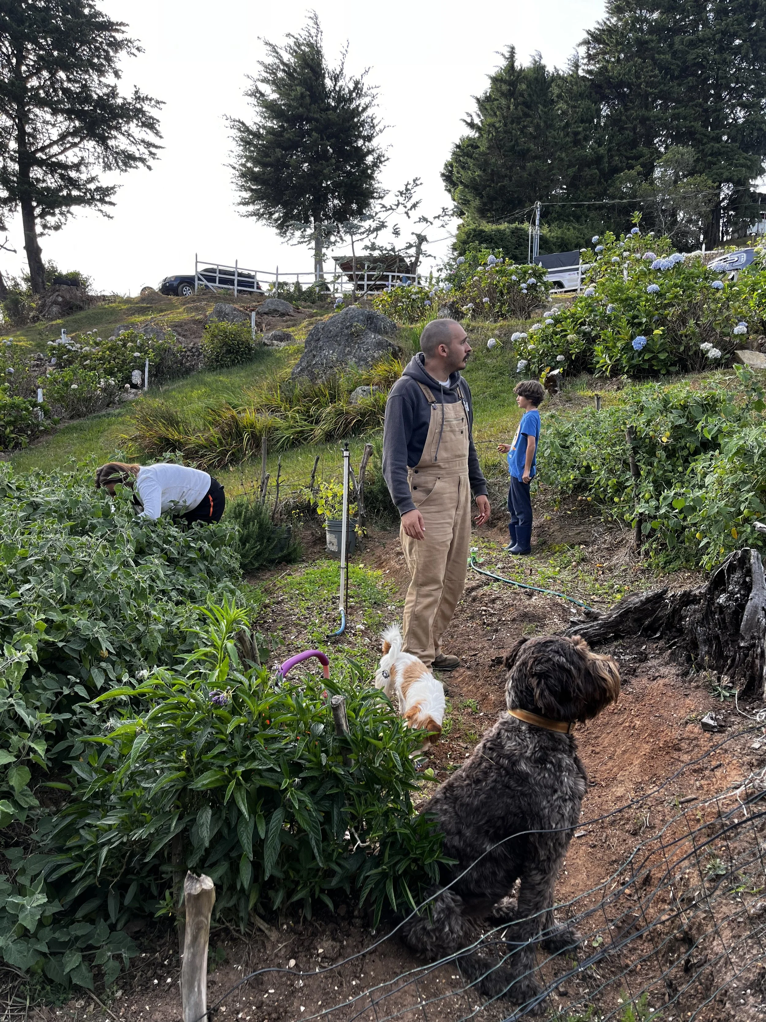 Un grupo de personas, incluyendo un hombre, una niña y una mujer, están en un jardín o huerto rodeados de arbustos y plantas, con perros acompañándolos.