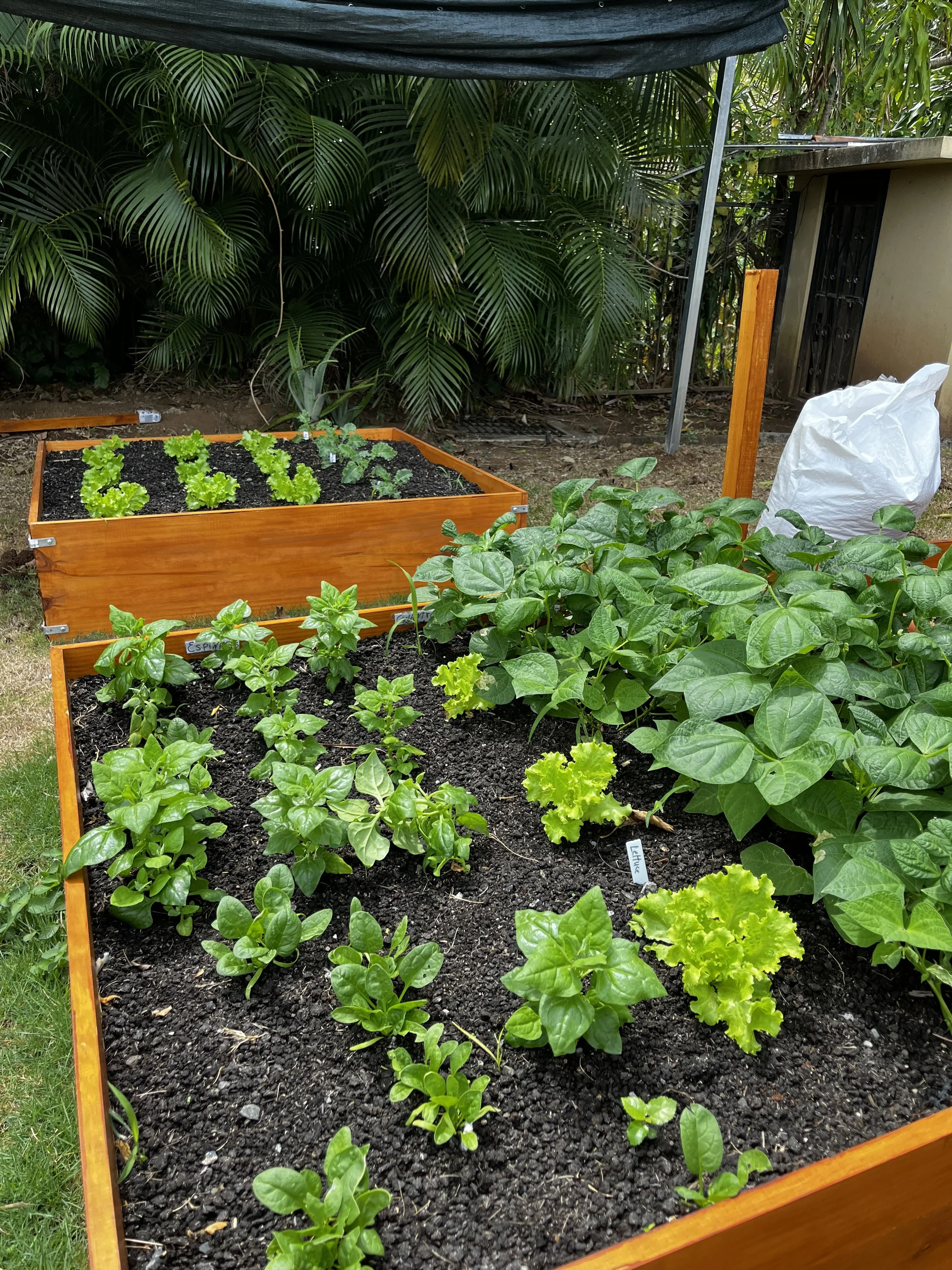 Dos jardineras de madera llenas de diferentes plantas verdes en un jardín, con un fondo de plantas tropicales y una estructura de sombra.