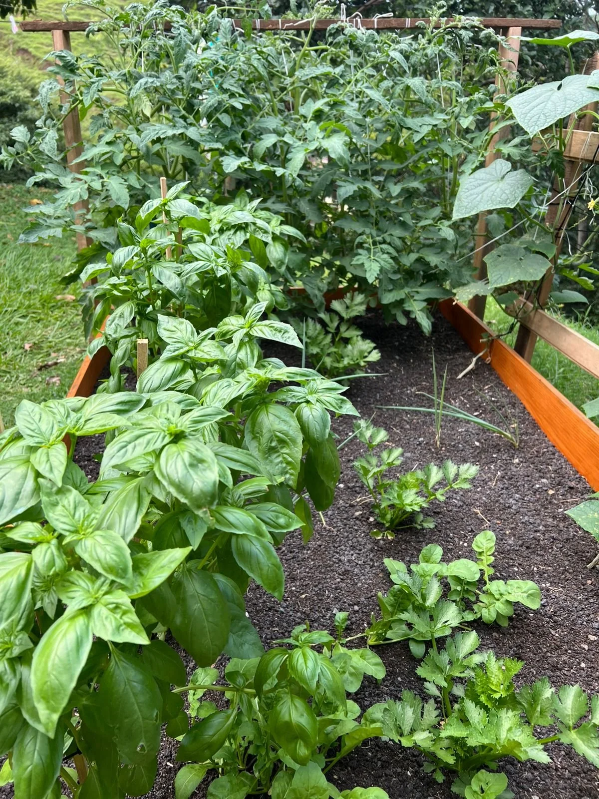 Hileras de plantas en un jardín, incluyendo albahaca, jitomate, y cilantro, con estructura de madera para soporte.