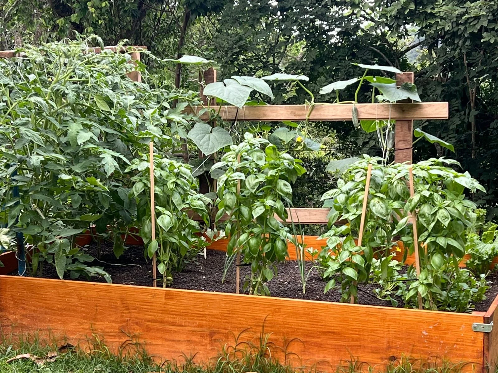 Huerto con plantas de pimientos y otros vegetales con soporte de madera en un fondo de árboles y vegetación.