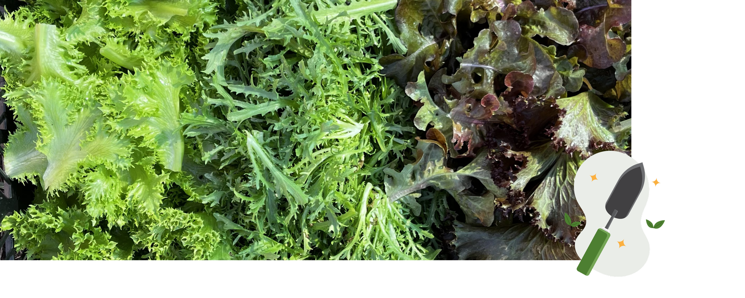 Variedad de lechugas de diferentes tipos y colores en un display de venta, incluyendo lechuga rizada, escarola y roble.