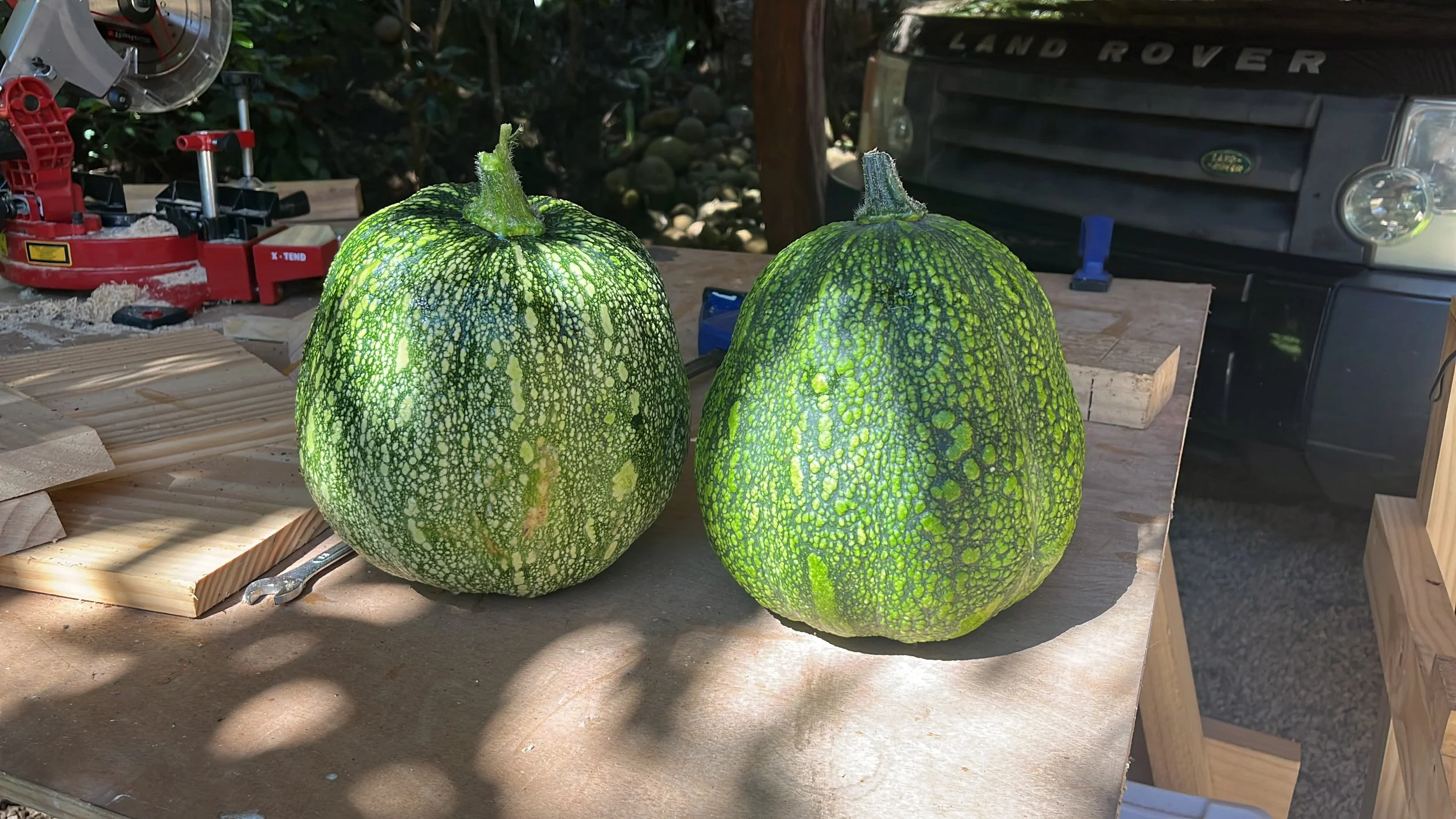 Dos calabazas verdes y con manchas en una mesa de madera en un taller, rodeadas de herramientas y madera.