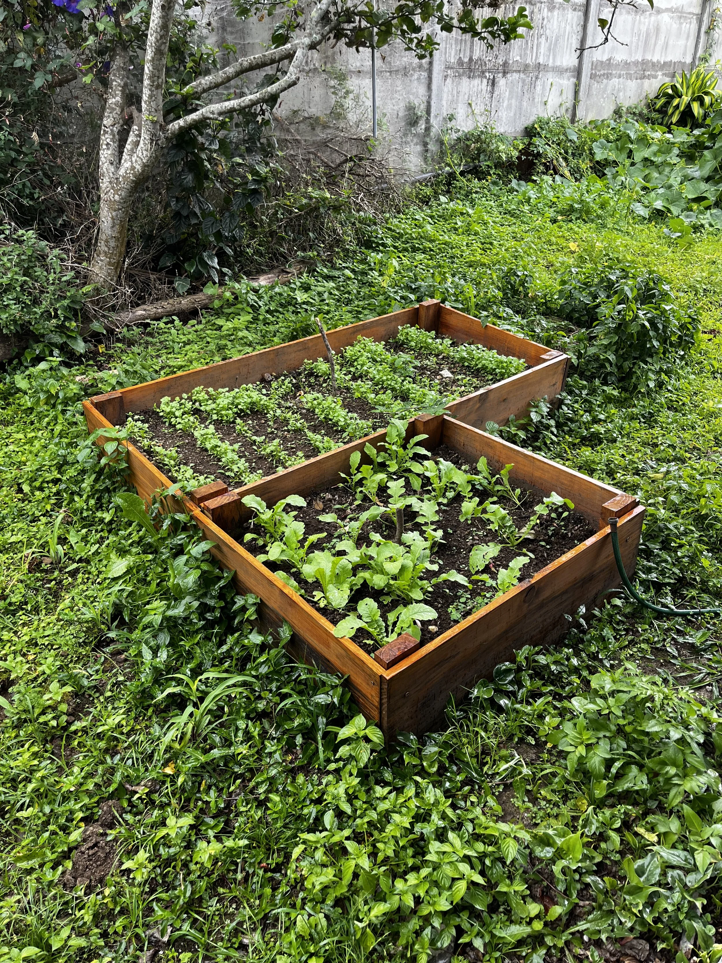 Huerto con diferentes plantas en camas elevadas de madera, rodeado de vegetación y árboles.