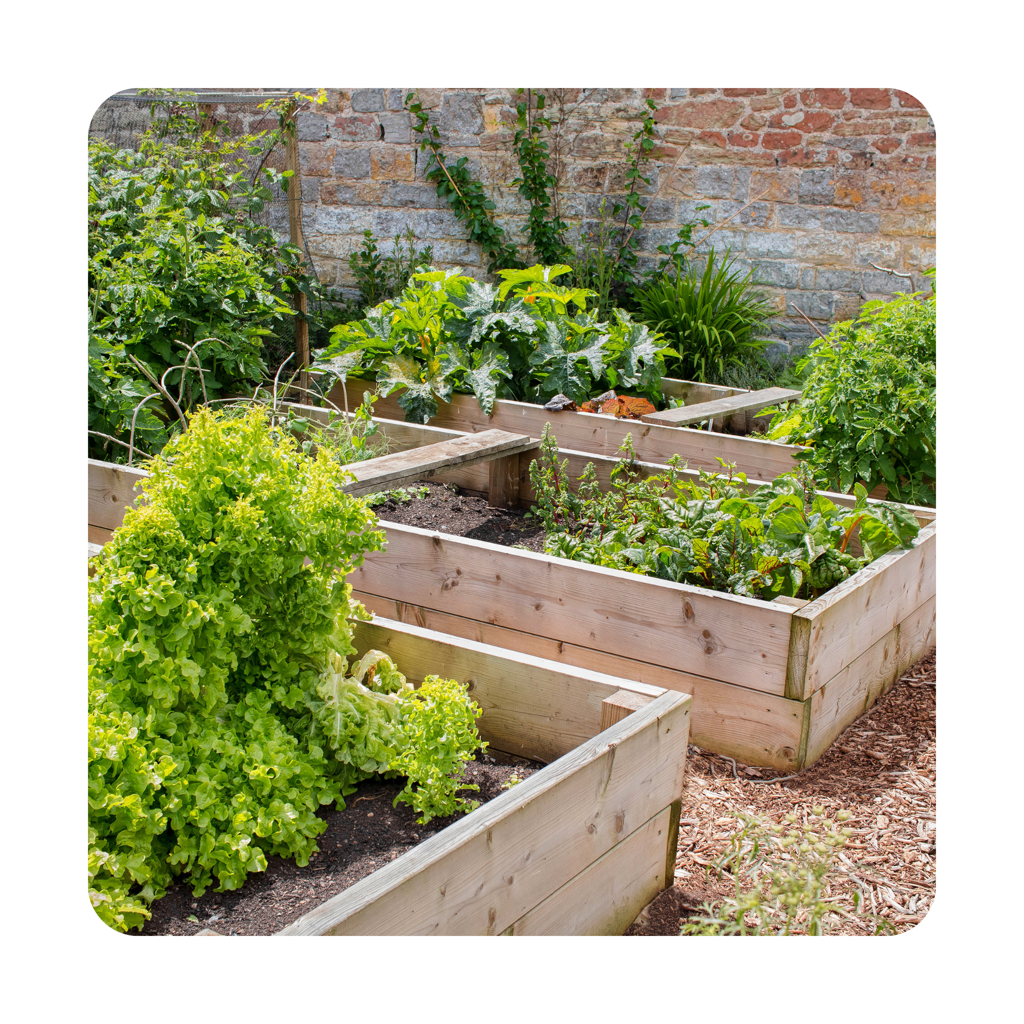 Huerto con diferentes plantas y verduras en macetas de madera junto a una pared de ladrillos.