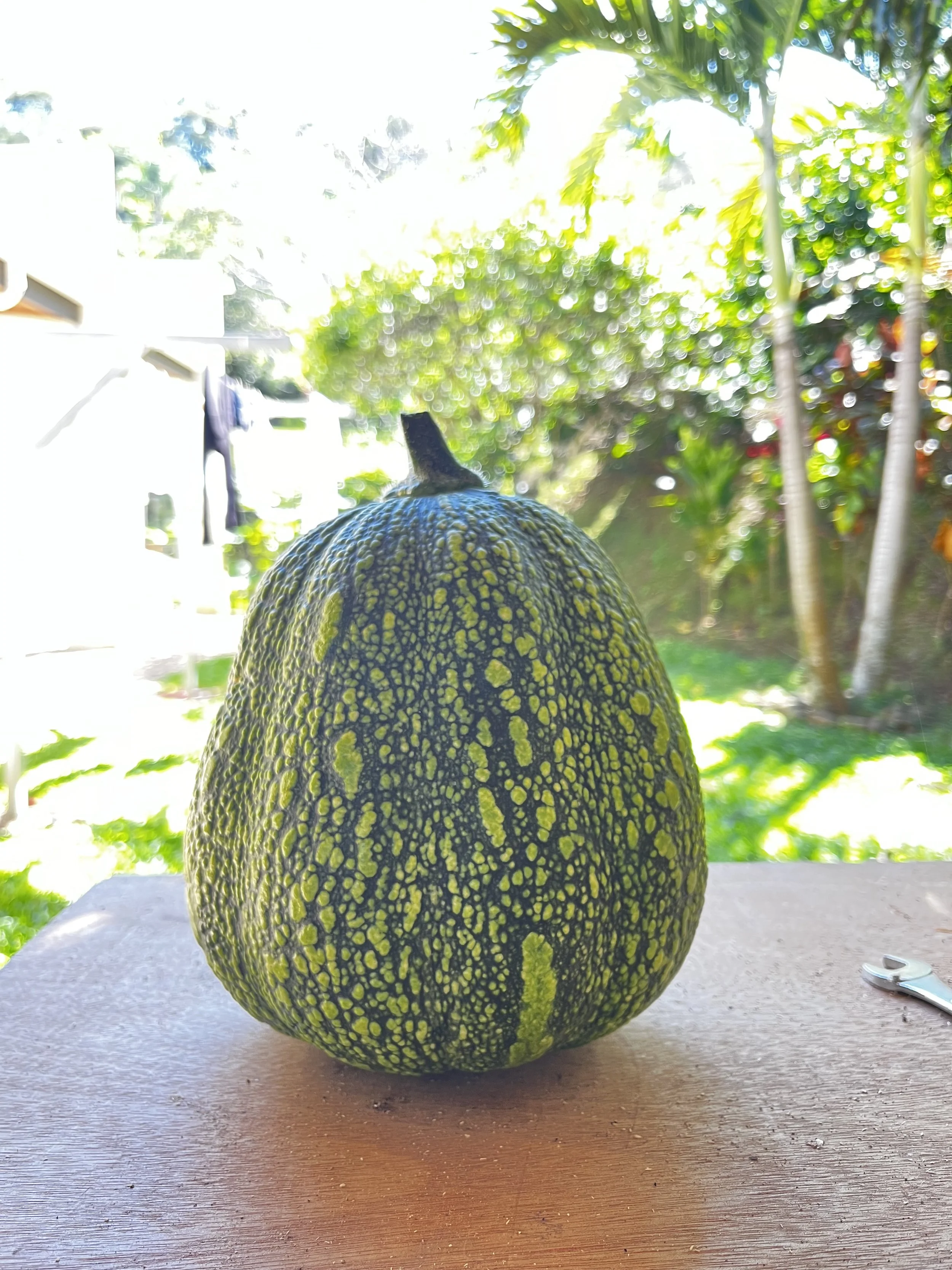 Calabaza con superficie rugosa y color verde y amarillo, en una mesa de madera, con vegetación y árboles en el fondo.