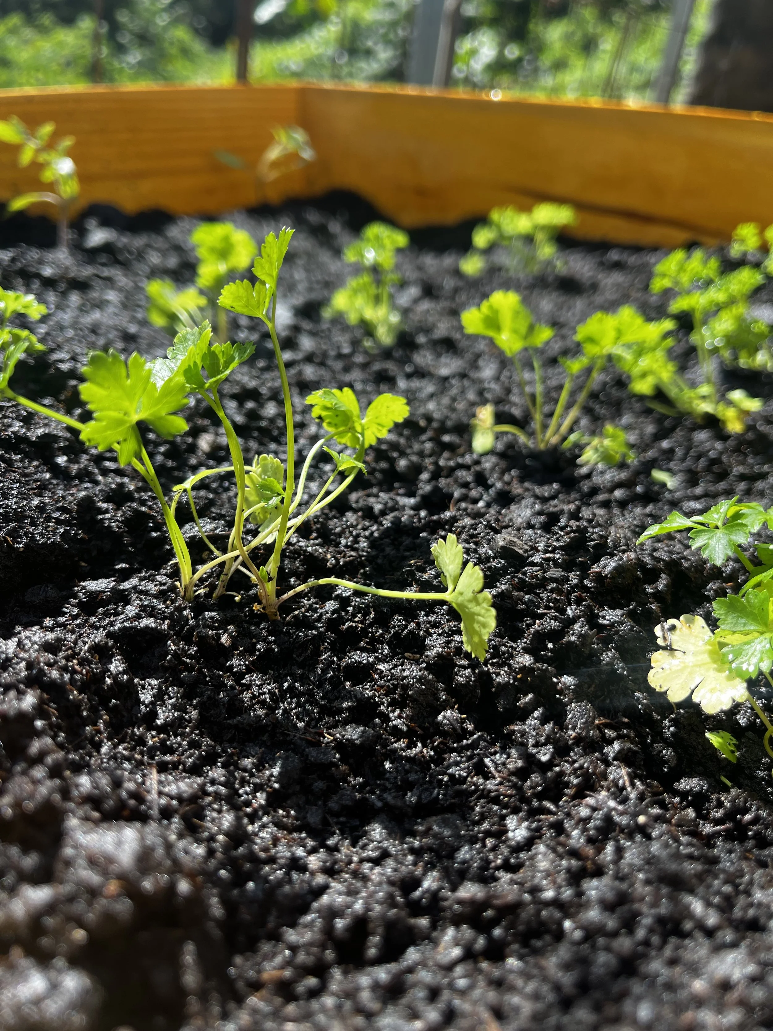 Jovenes plantas de perejil creciendo en tierra negra en un jardín con fondo de árboles