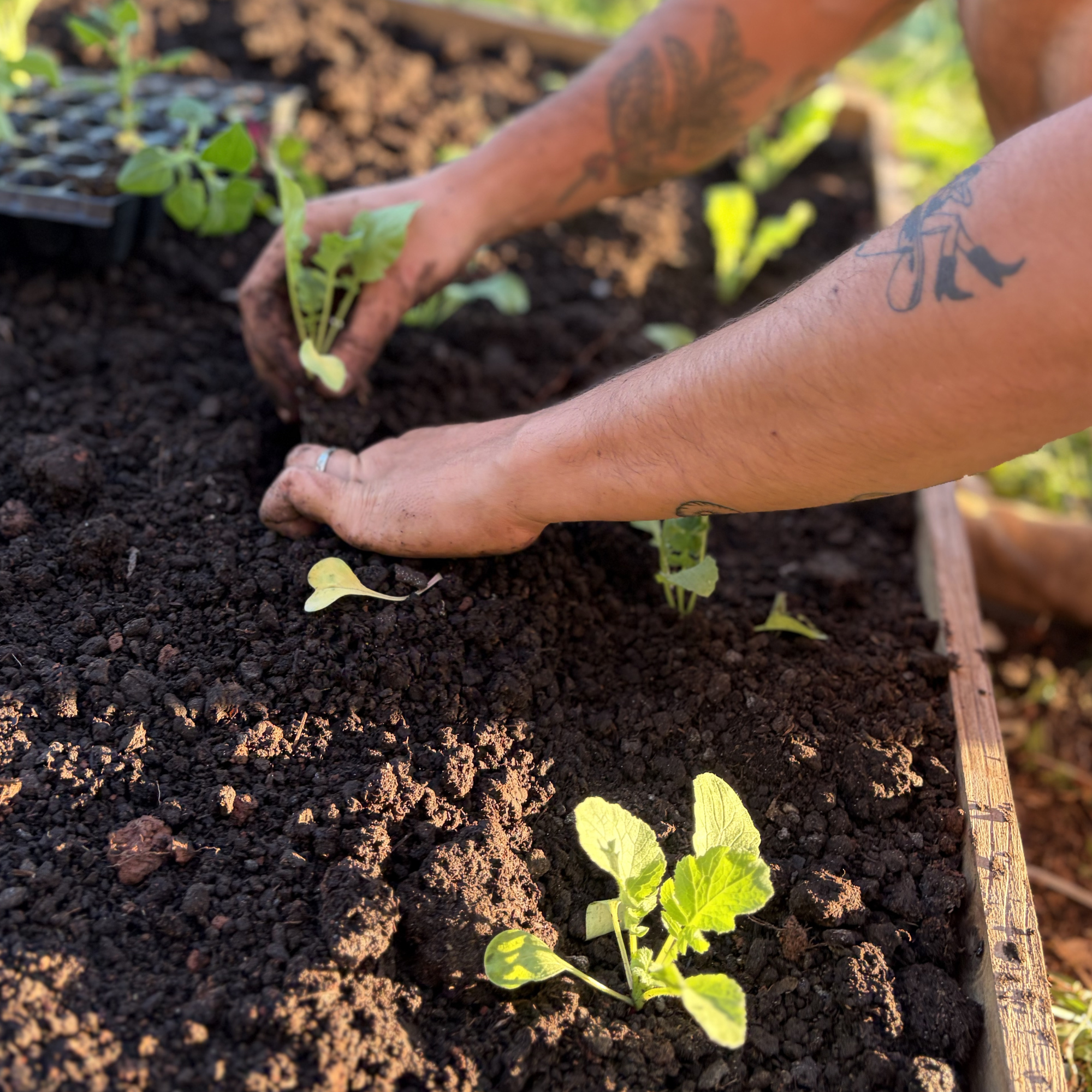 Mano plantando una semilla en la tierra con pequeñas plantas verdes y tierra negra, cercada por un borde de madera.