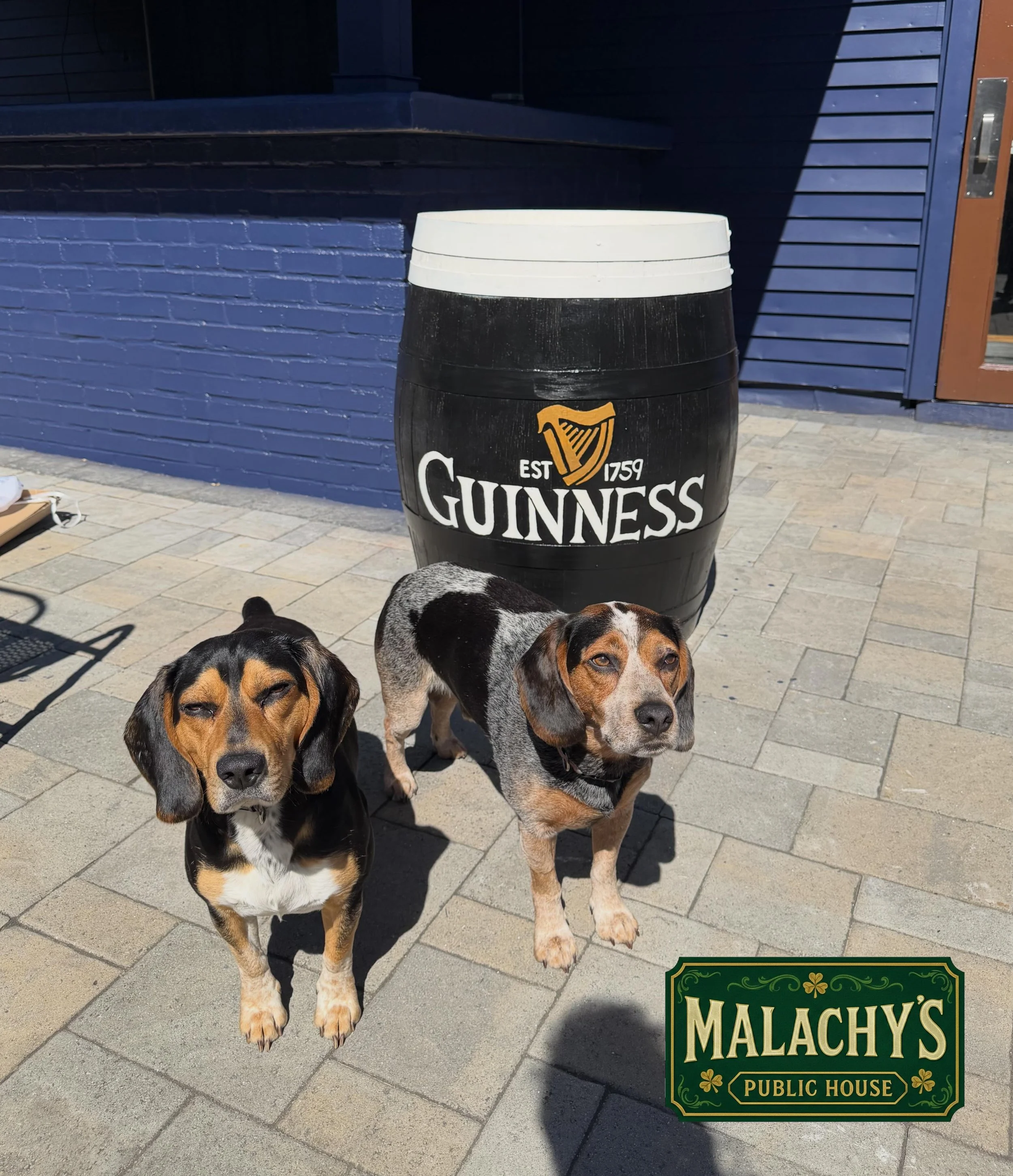 Almost done painting the outside bar and beer garden! these two supervisors are making sure its up to snuff 🐶🐶🌻🌼🌺 🖌️