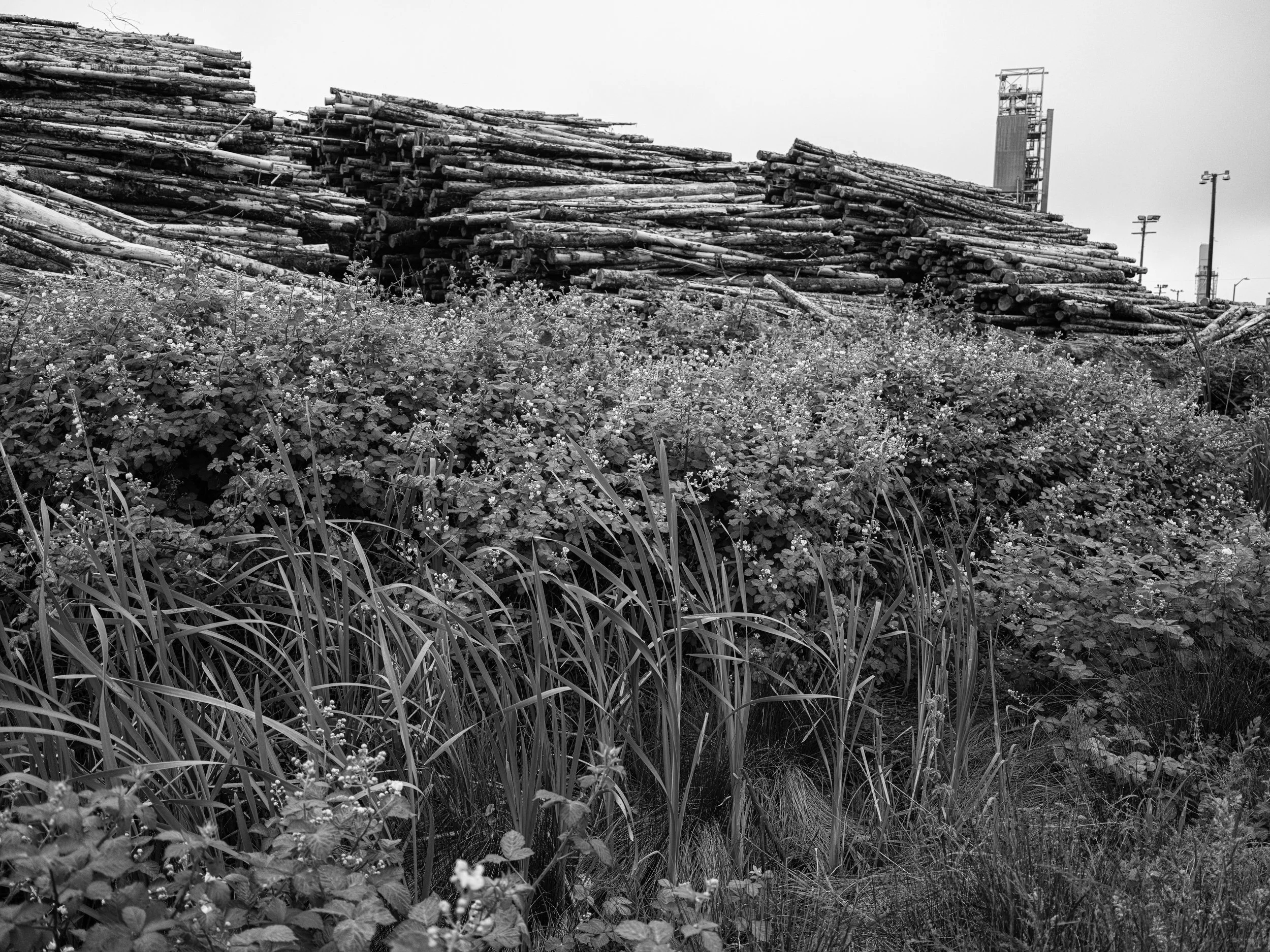 Plants trees and Plant.jpg