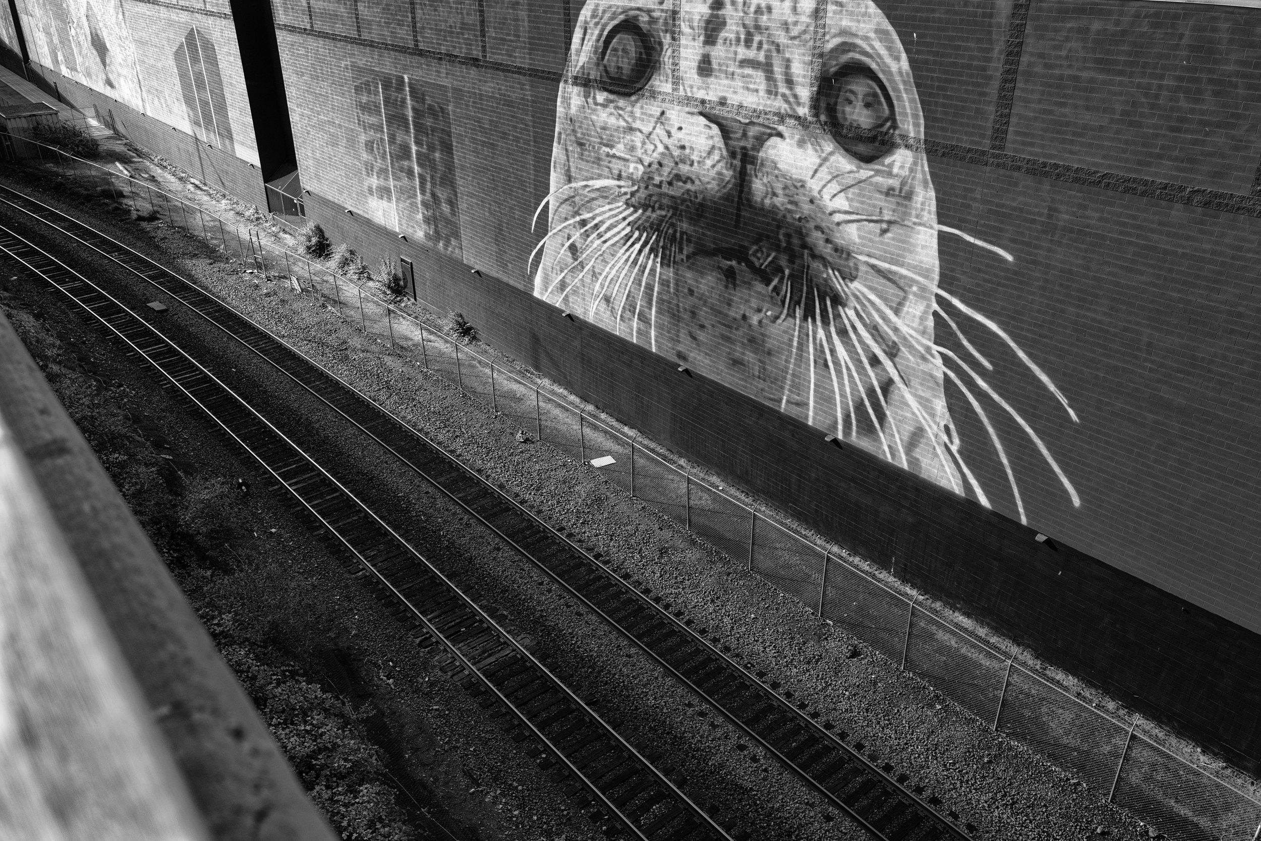 Seal eyes.jpg