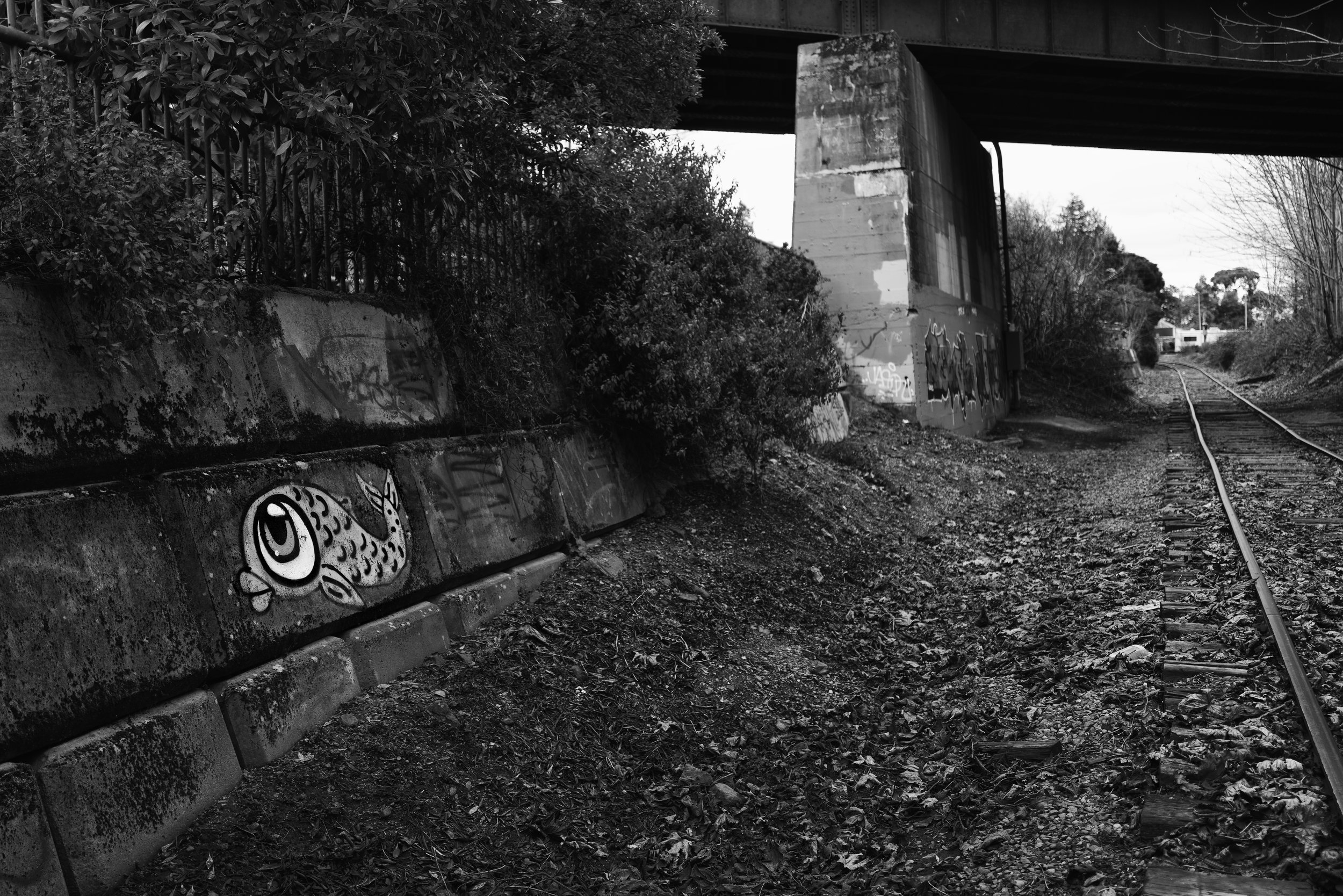 Lonely fish and tracks 2.jpg