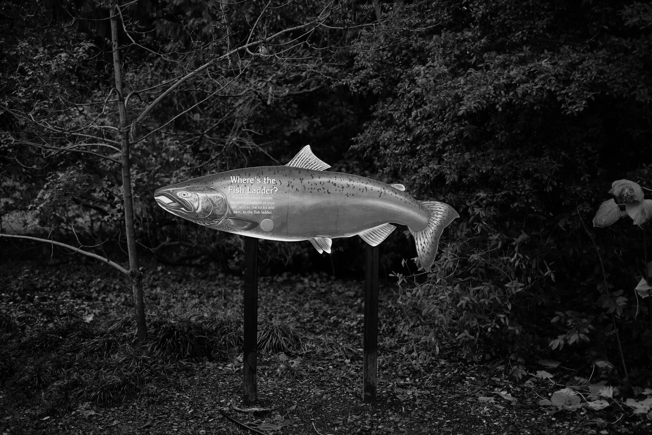 Lost at the locks.jpg