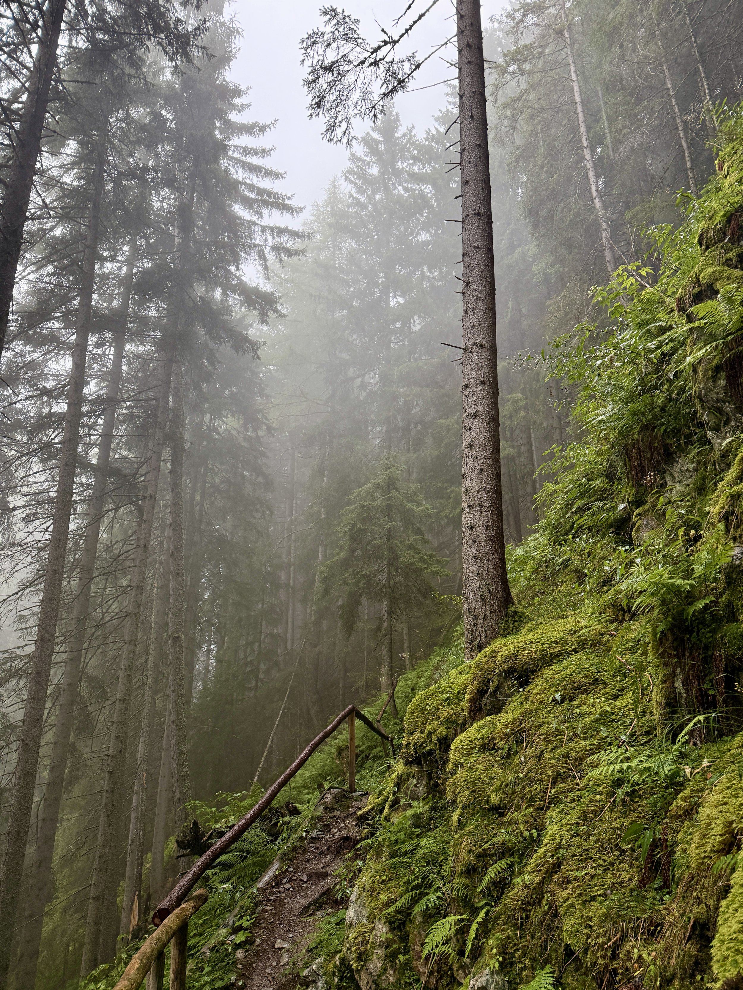 Weg im Nebelwald mit steiler, moosbedeckte Felsen und Baumstämme