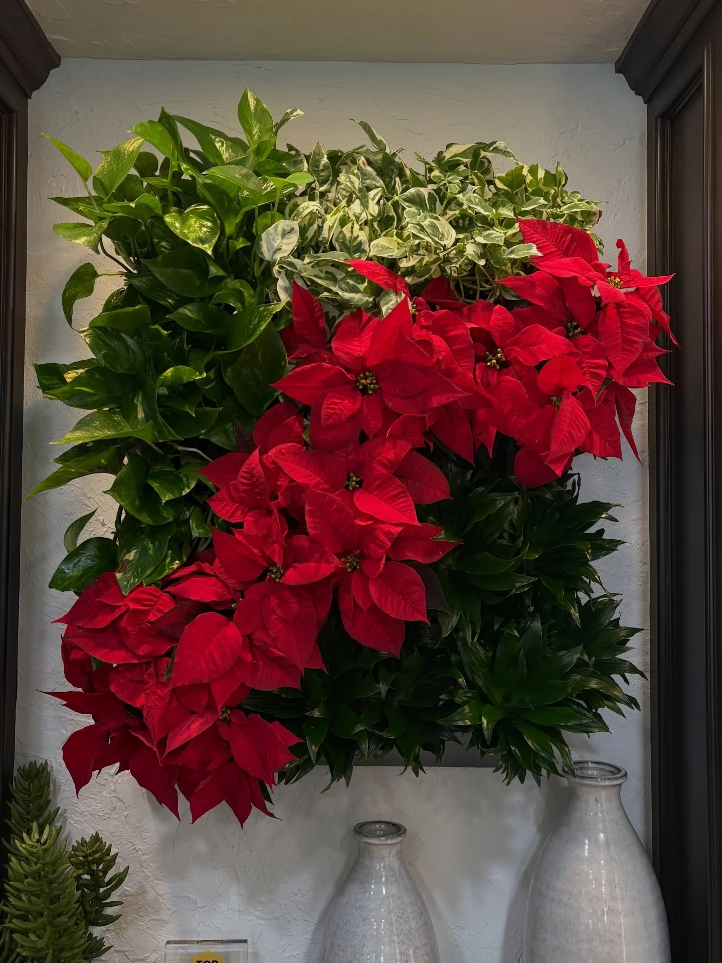Christmas is here! ❄️🎄 Do you love or hate poinsettias?  Tell us in the comments. For me, I love them the first two weeks, and then I&rsquo;m over them after that! Am I a Grinch? 💚
.
.
#poinsettia #poinsettiasforchristmas #plantscape #orangecounty 