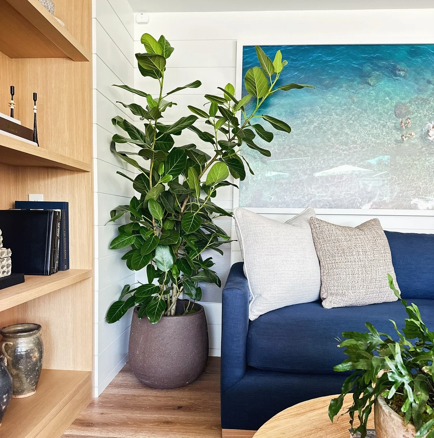 Beautiful Ficus Audrey 🤩 One of our favorites!  Needs medium indirect light and water every 2-3 weeks. Leaves are fuzzy 🧸
.
.
#ficus #ficusaudrey #plantsmakemehappy #plantscape #orangecounty #newportbeachca #houseplantsofinstagram