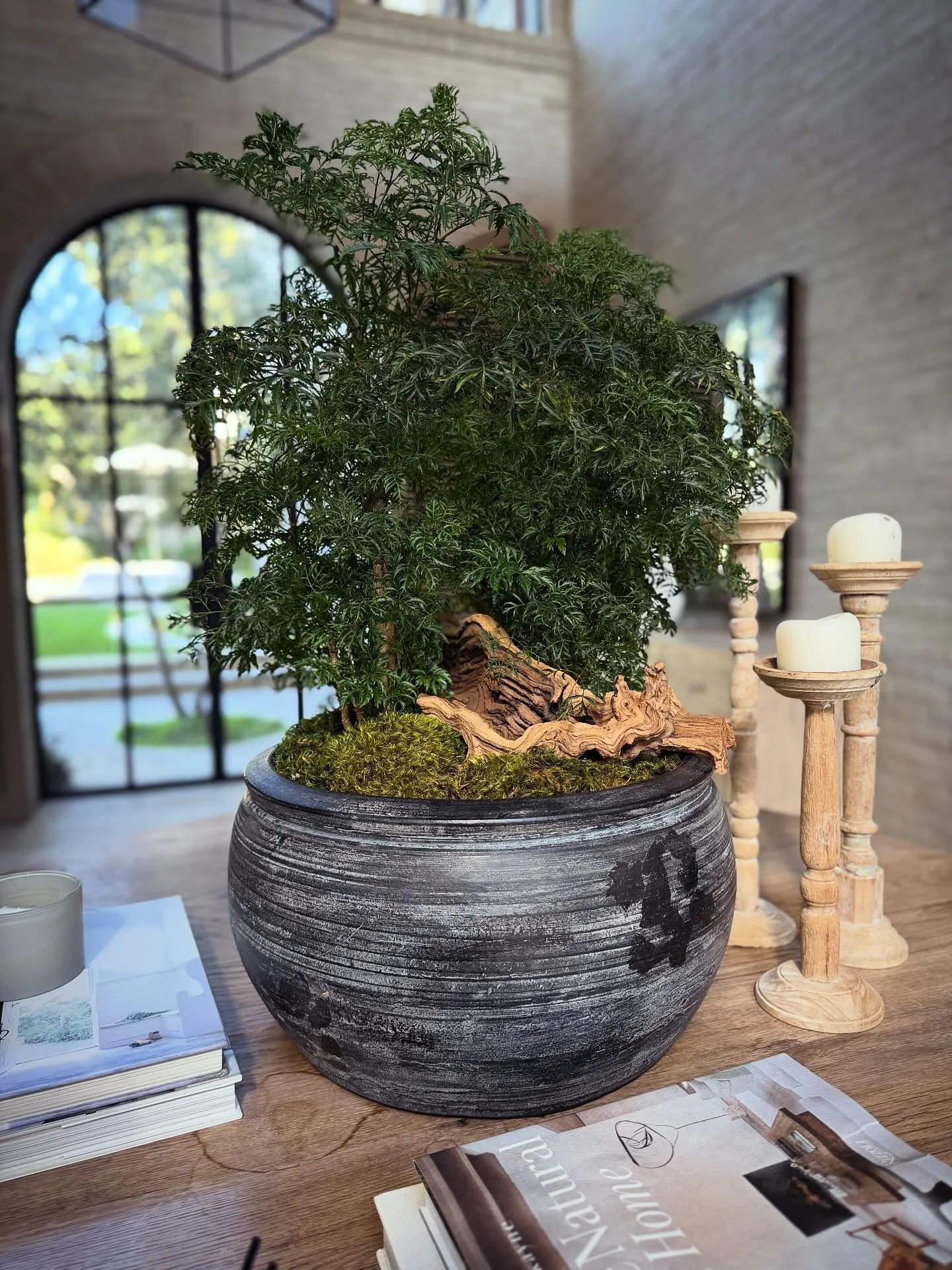 Ming Aralias make such a statement. They look great as a centerpiece, bathroom plant, kitchen, desk or bedroom plant. They have a slight maple syrup scent and their fern-like leaves make you want to touch them. And a FUN FACT - they also come as tall