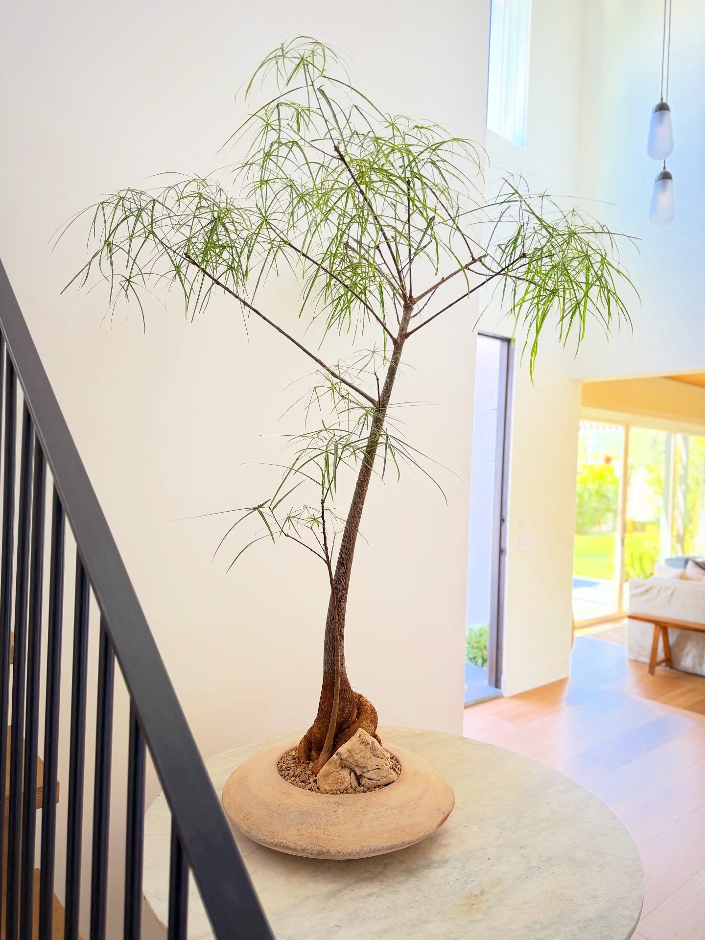 Quickly becoming one of my favorites!! ❤️&zwj;🔥 Brachychiton rupestris ~ this mini specimen had to acclimate to the lower light in my clients house and lost ALL of its leaves 🫣 But luckily we were able to warn our clients about this and reassured t