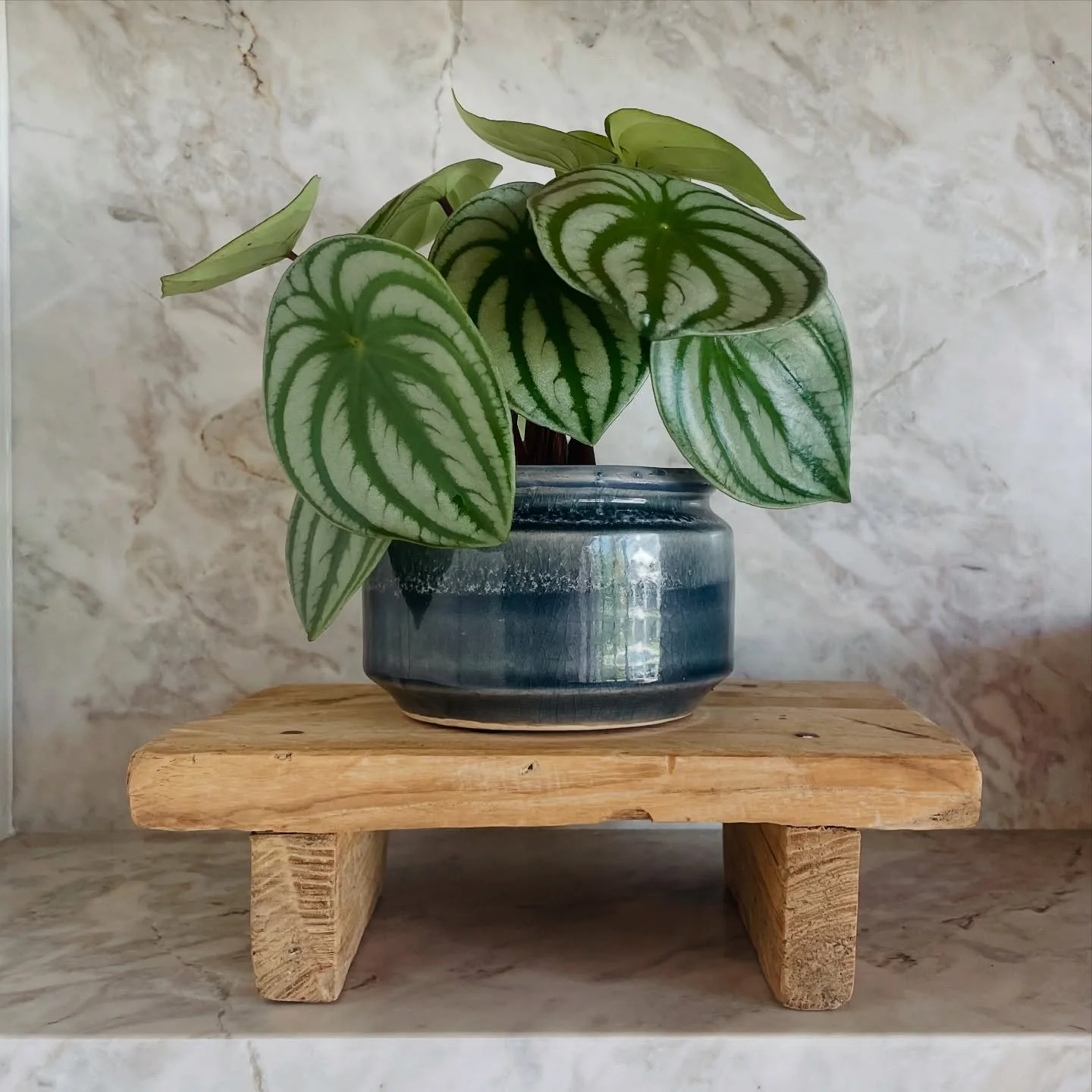 Watermelon peperomia plant 🍉 - it can&rsquo;t get much cuter than this 💕
.
.
.
#peperomia #watermelon #plantscape #interiorplant #orangecounty #newportbeach #interiordesignwithplants
