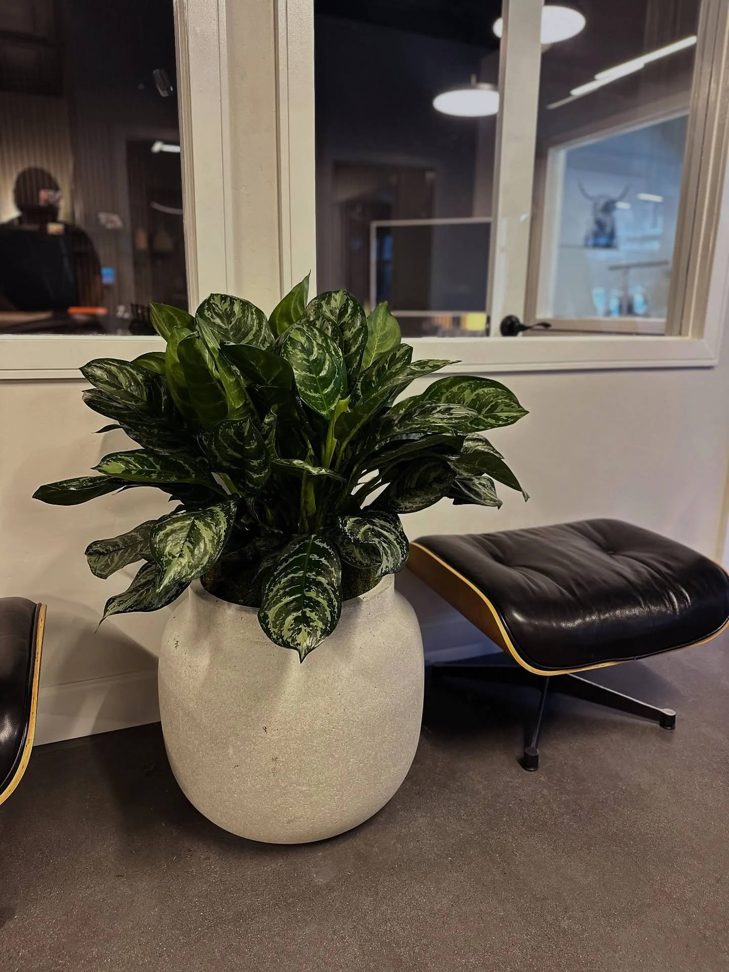 Pair low-light plants with a chic container and dark green foliage for an effortlessly stylish vibe.
.
.
.
#officedesigntrends #officeplants #plantscaping #interiorplantdesign #orangecounty #newportbeach #officedesign #commercialinteriordesign #lowli
