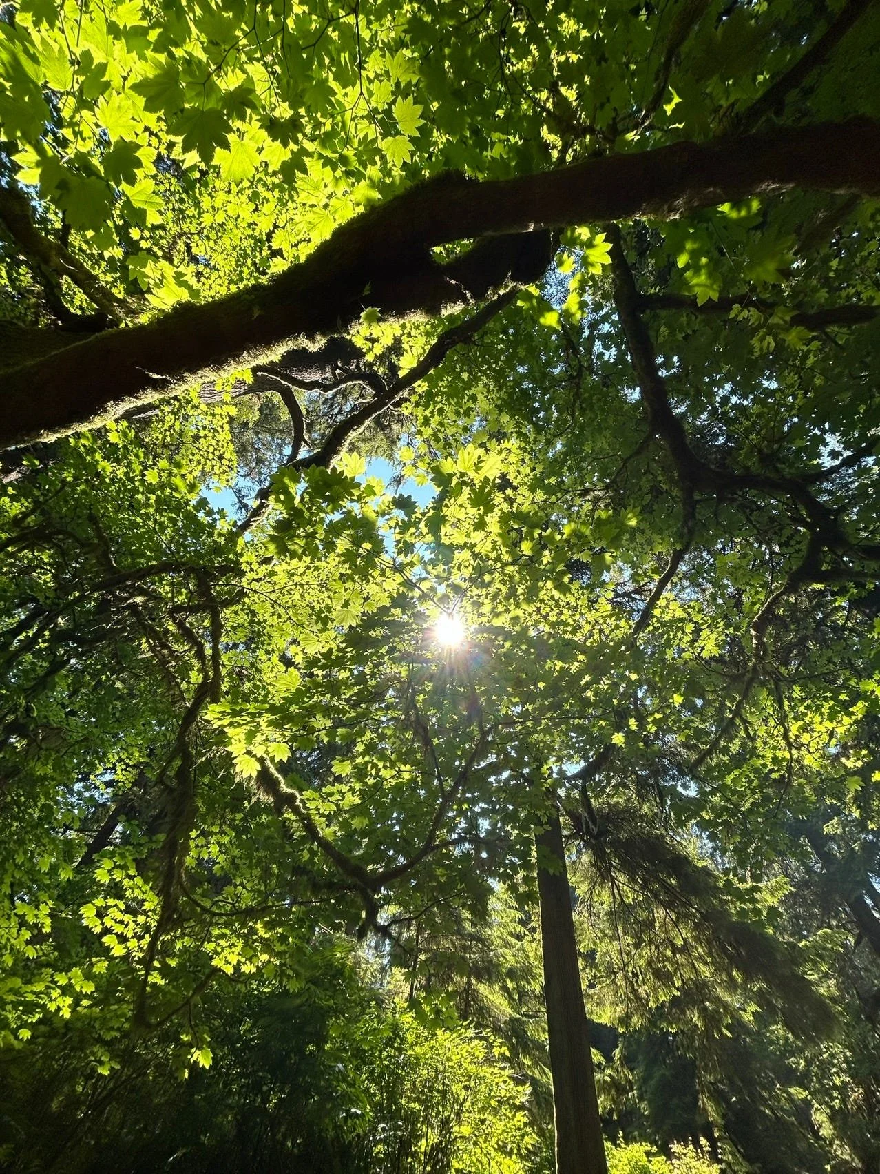 Nature Is The Great Regulator