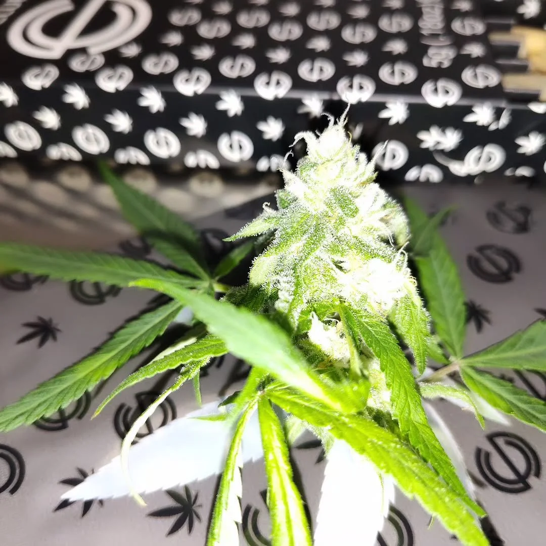 #MaryJane #Happy #international  #woman #day #internationalwomensday ❤️🌱