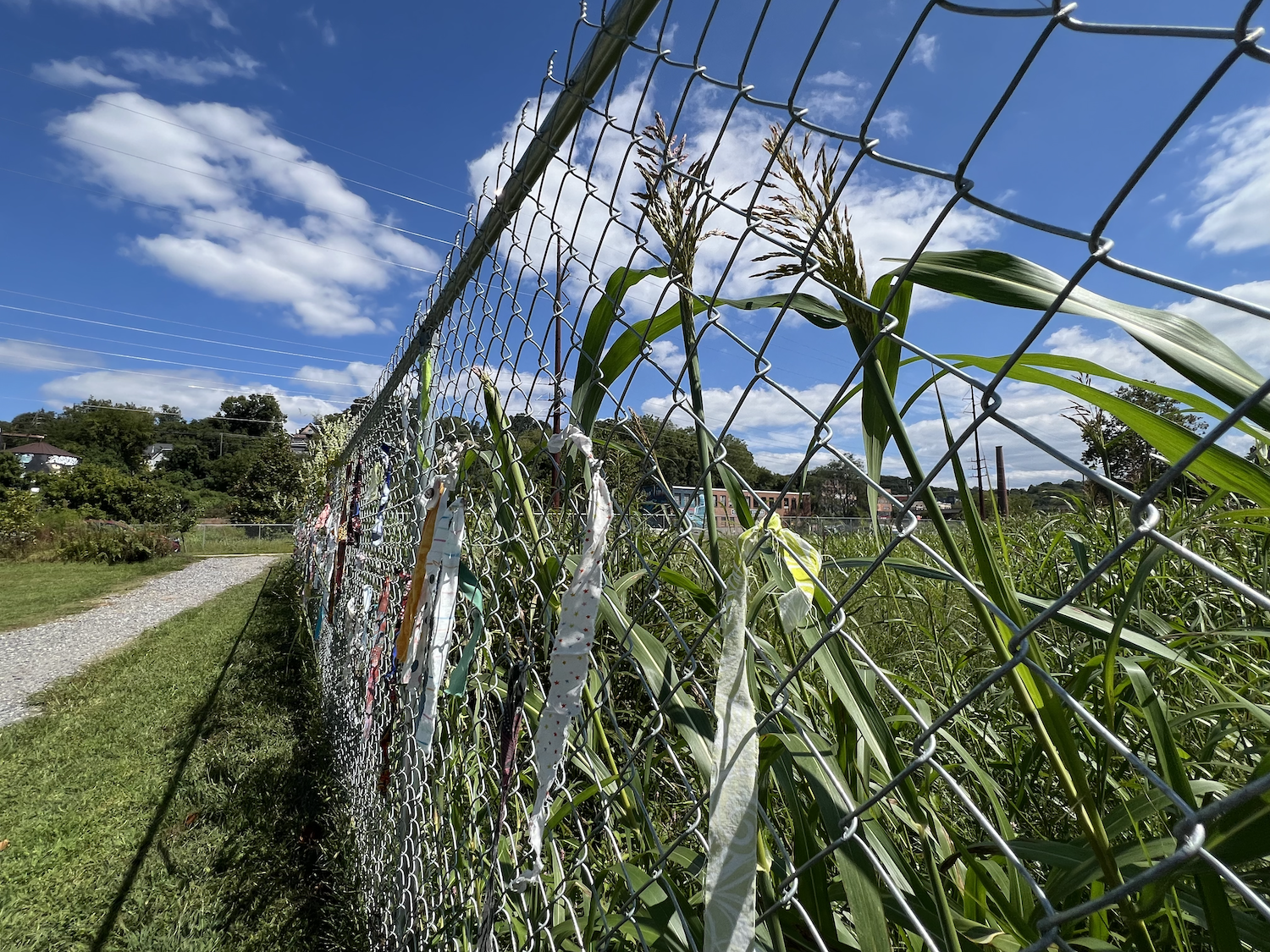 Seeded wild plants extend through the installation environment behind the fence.