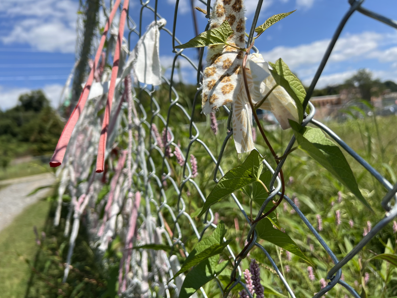 Vine growth becomes intertwined with weathered fabric contributions on the fence.