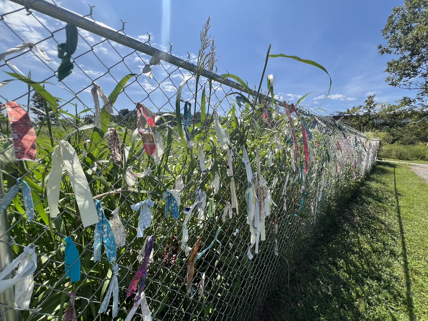 Tall plant form bends over the fence line.