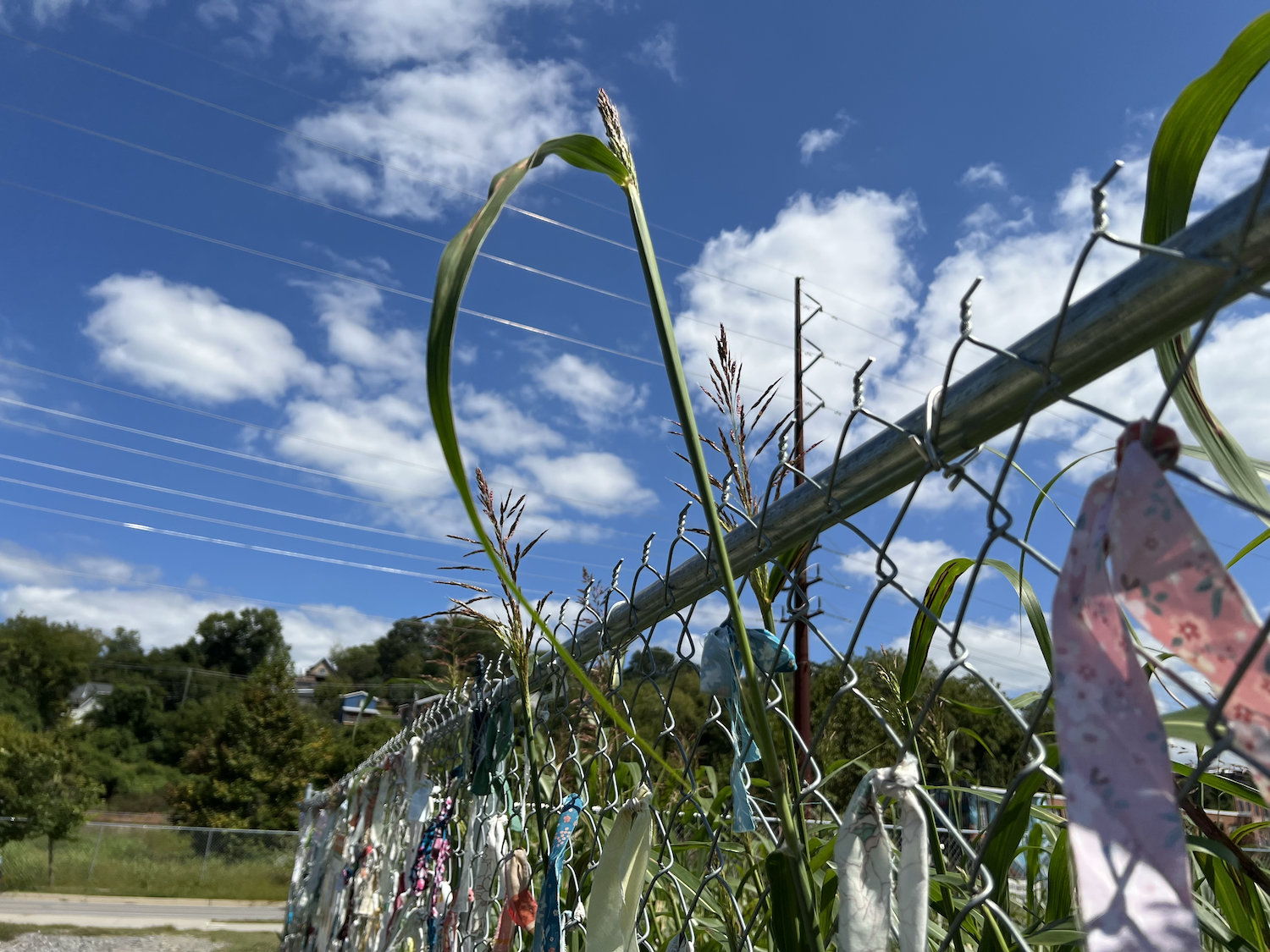 Tall vegetation arches above the fence during peak late-summer growth.