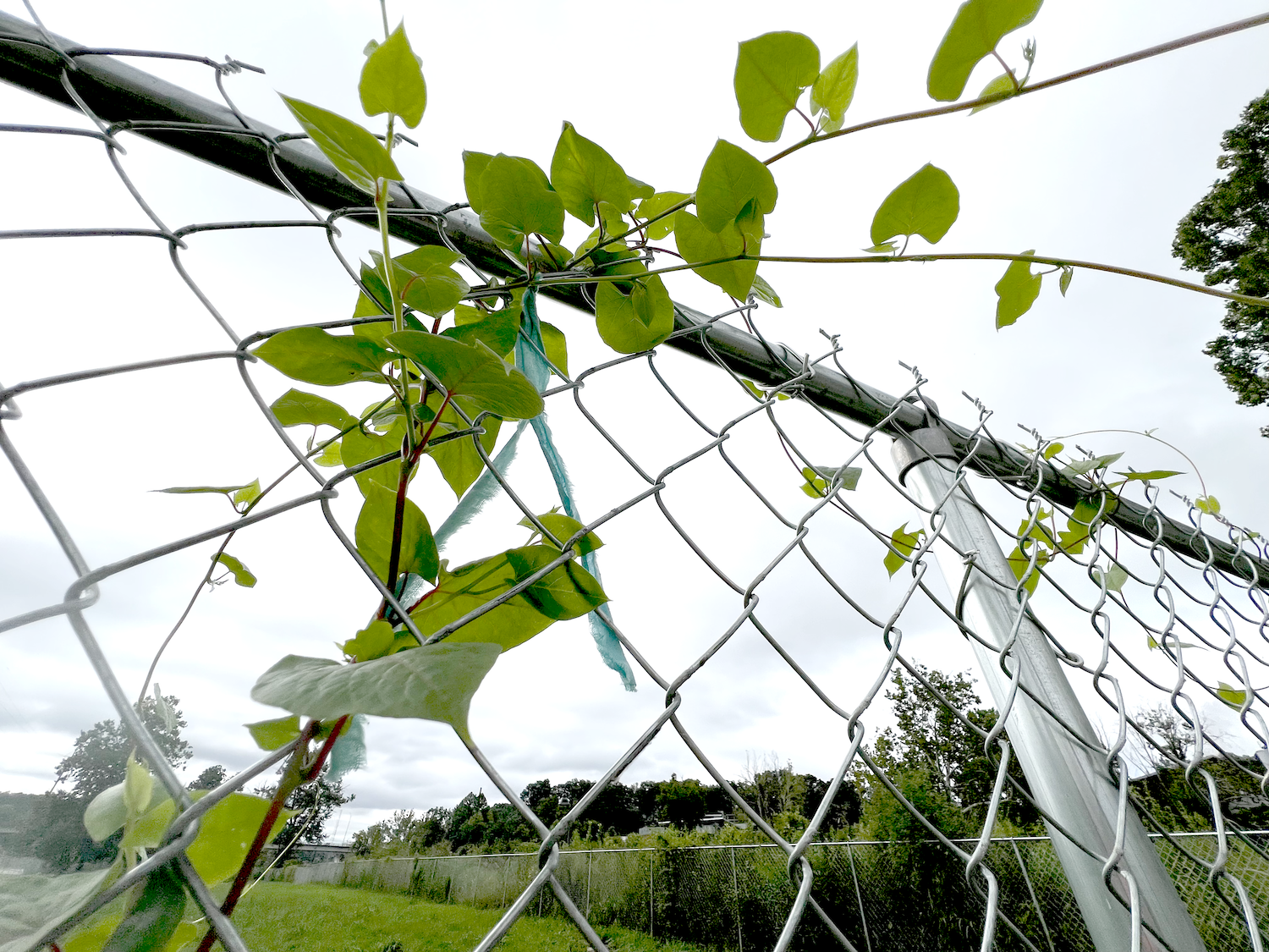 A fabric tie and a new vine are beginning to twist together on the fence.