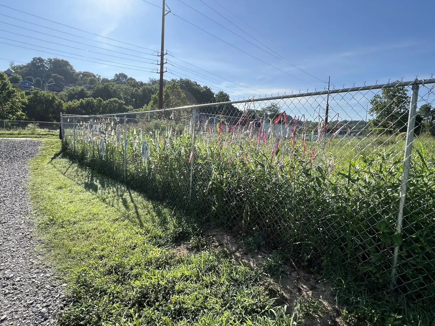 The grass inside the fence is getting taller in the recent greenhouse-like conditions in Asheville.
