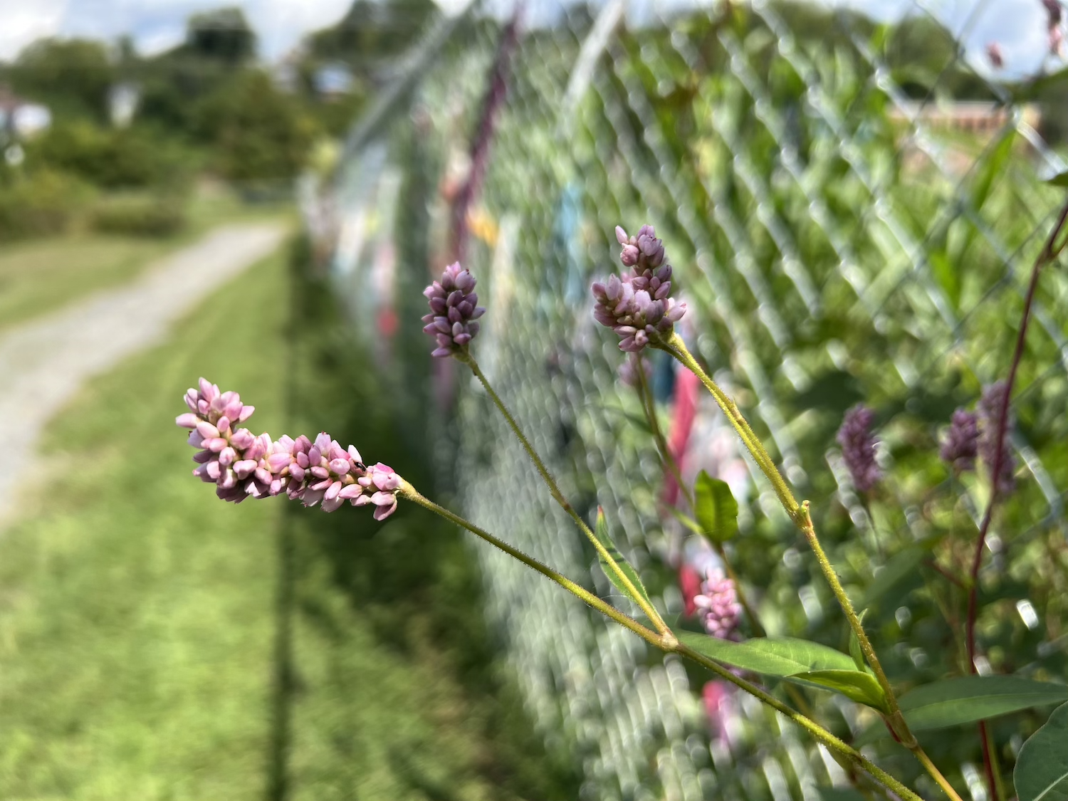 Wildflower emerging through the fence near the riverside edge of the installation.