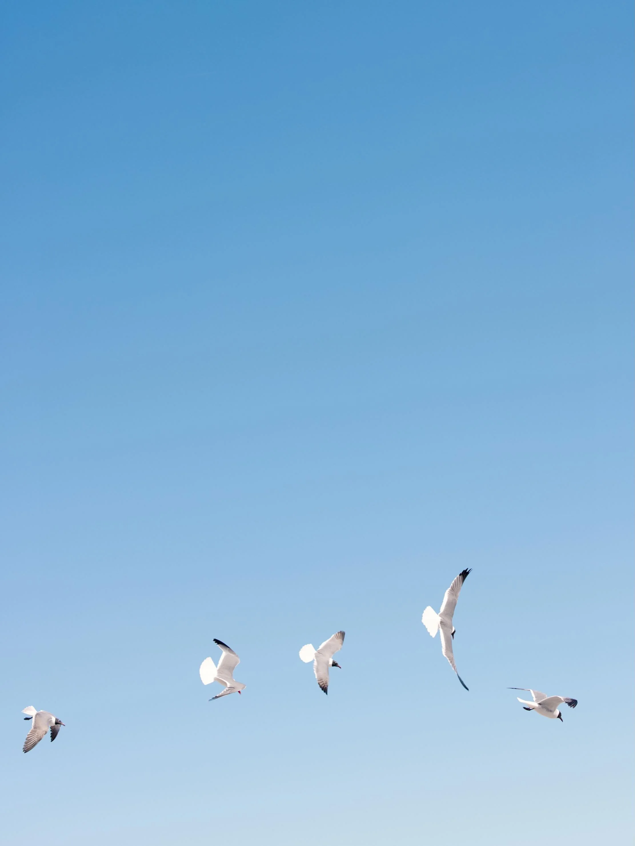 Some birdies watched the ceremony too 🕊️🐦&zwj;⬛🪽