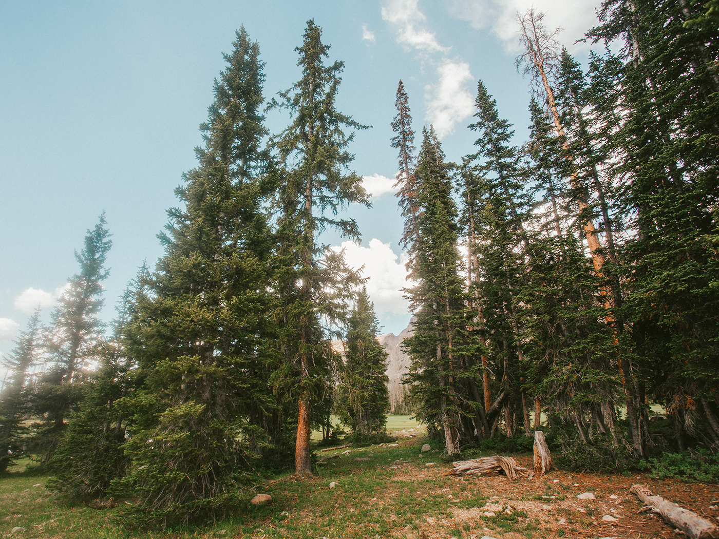 uinta_wildflowers_2Z7A2346.png