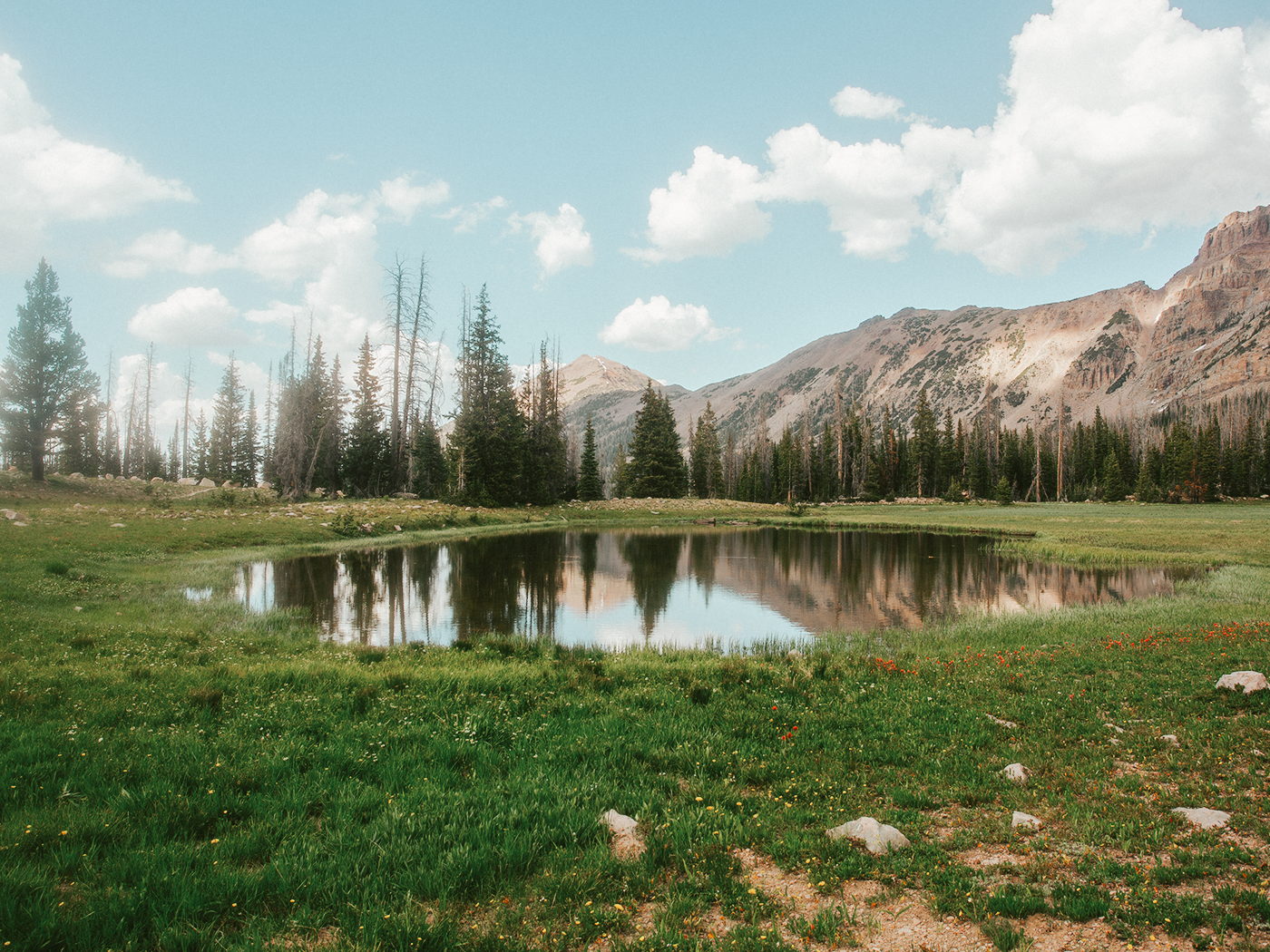 uinta_wildflowers_2Z7A2355.png