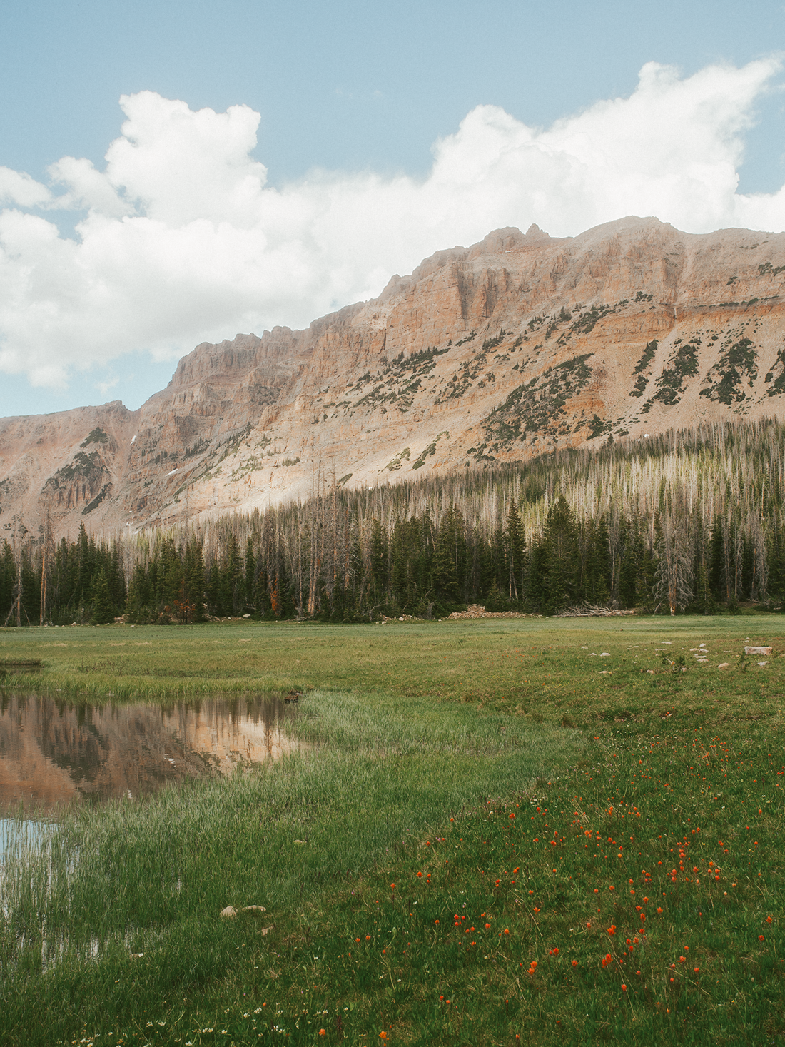 uinta_wildflowers_2Z7A2366-2.png