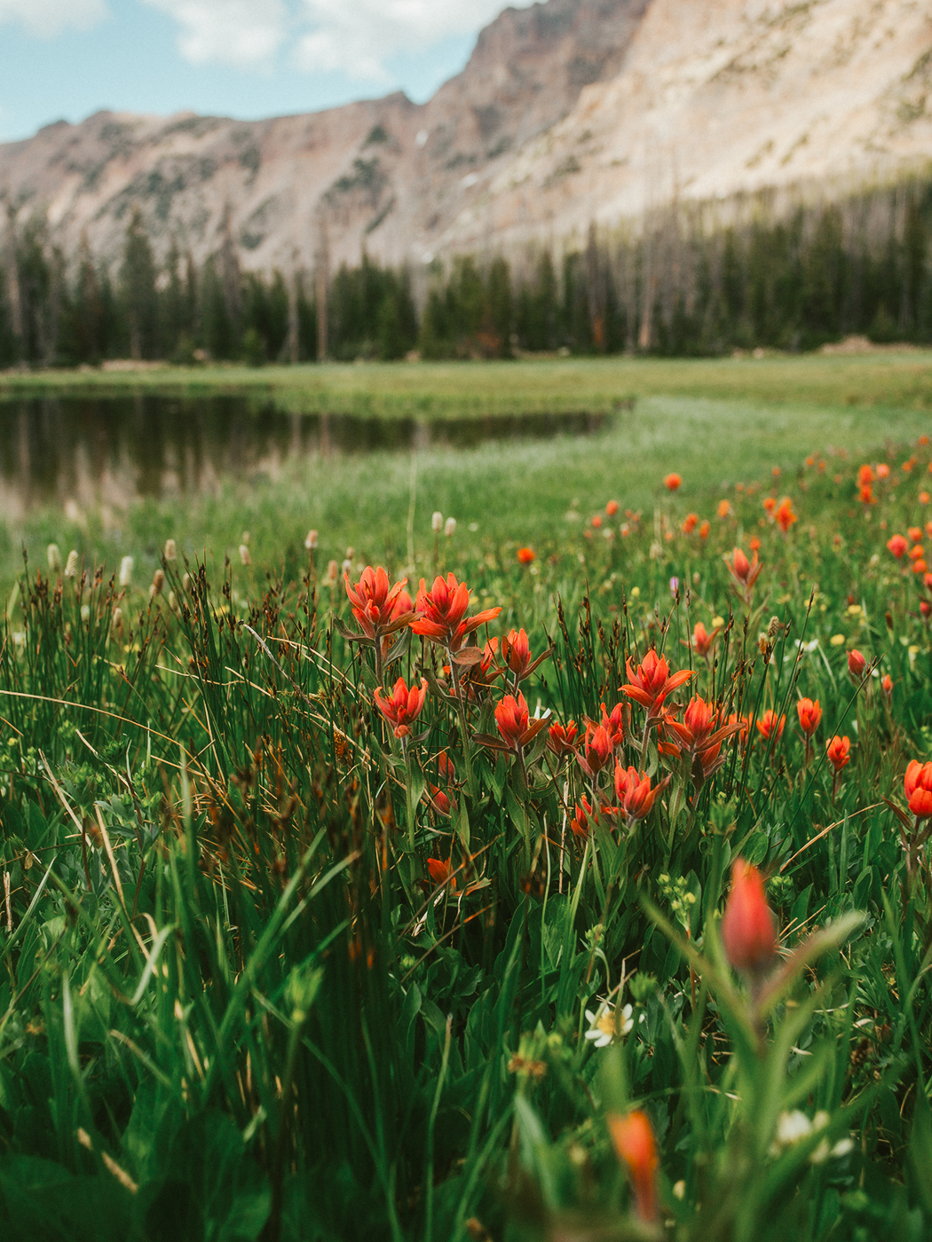 uinta_wildflowers_2Z7A2372-2.png