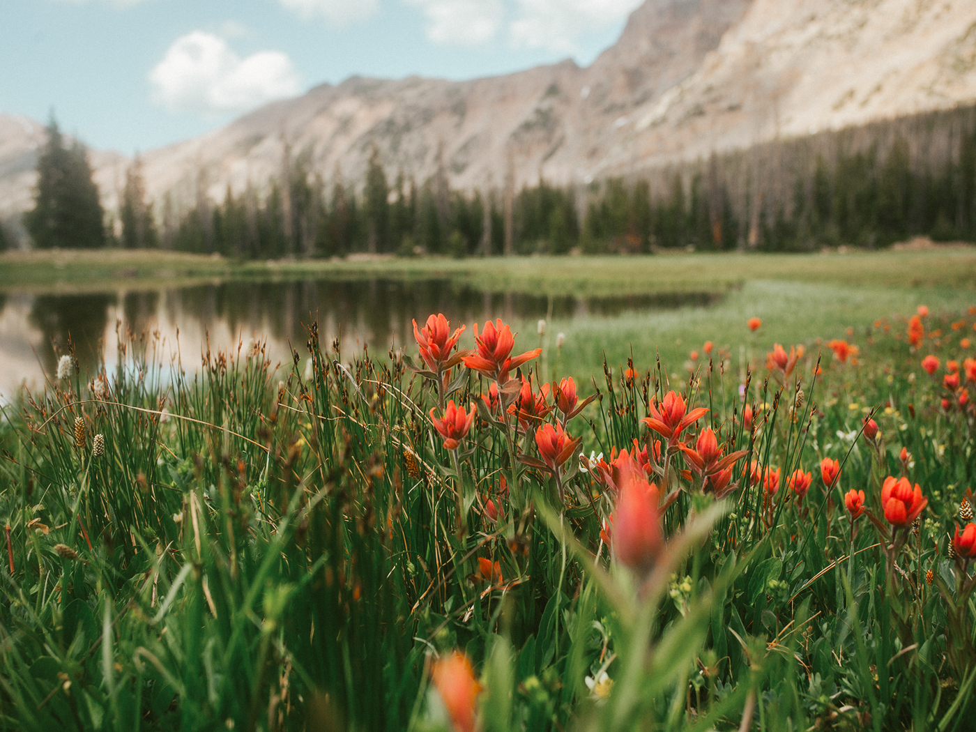 uinta_wildflowers_2Z7A2376.png