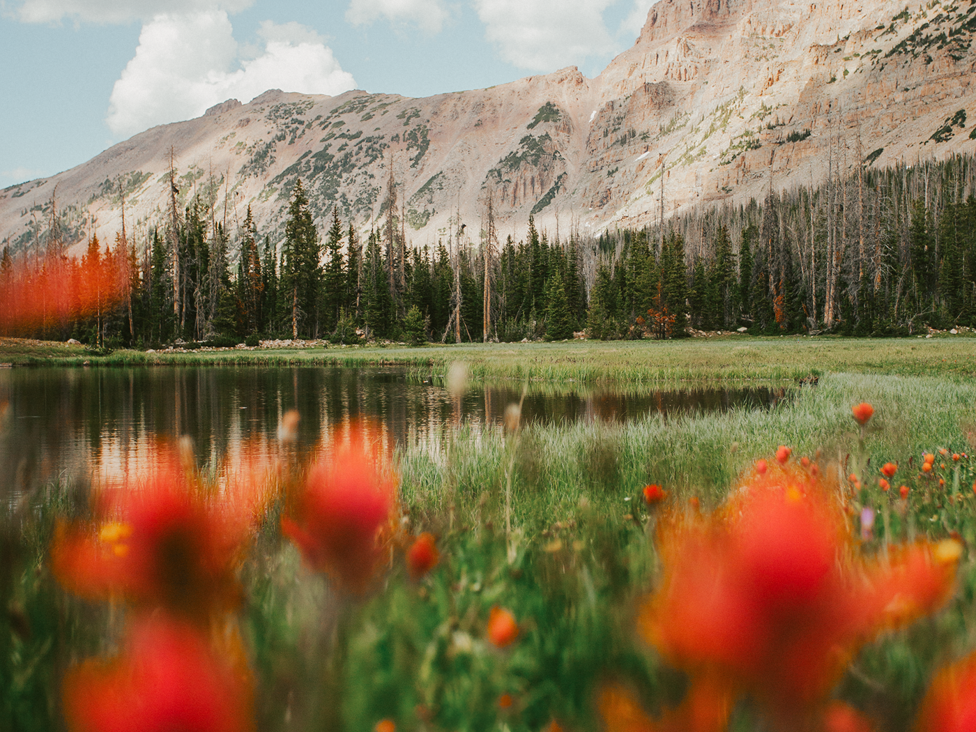 uinta_wildflowers_2Z7A2394.png