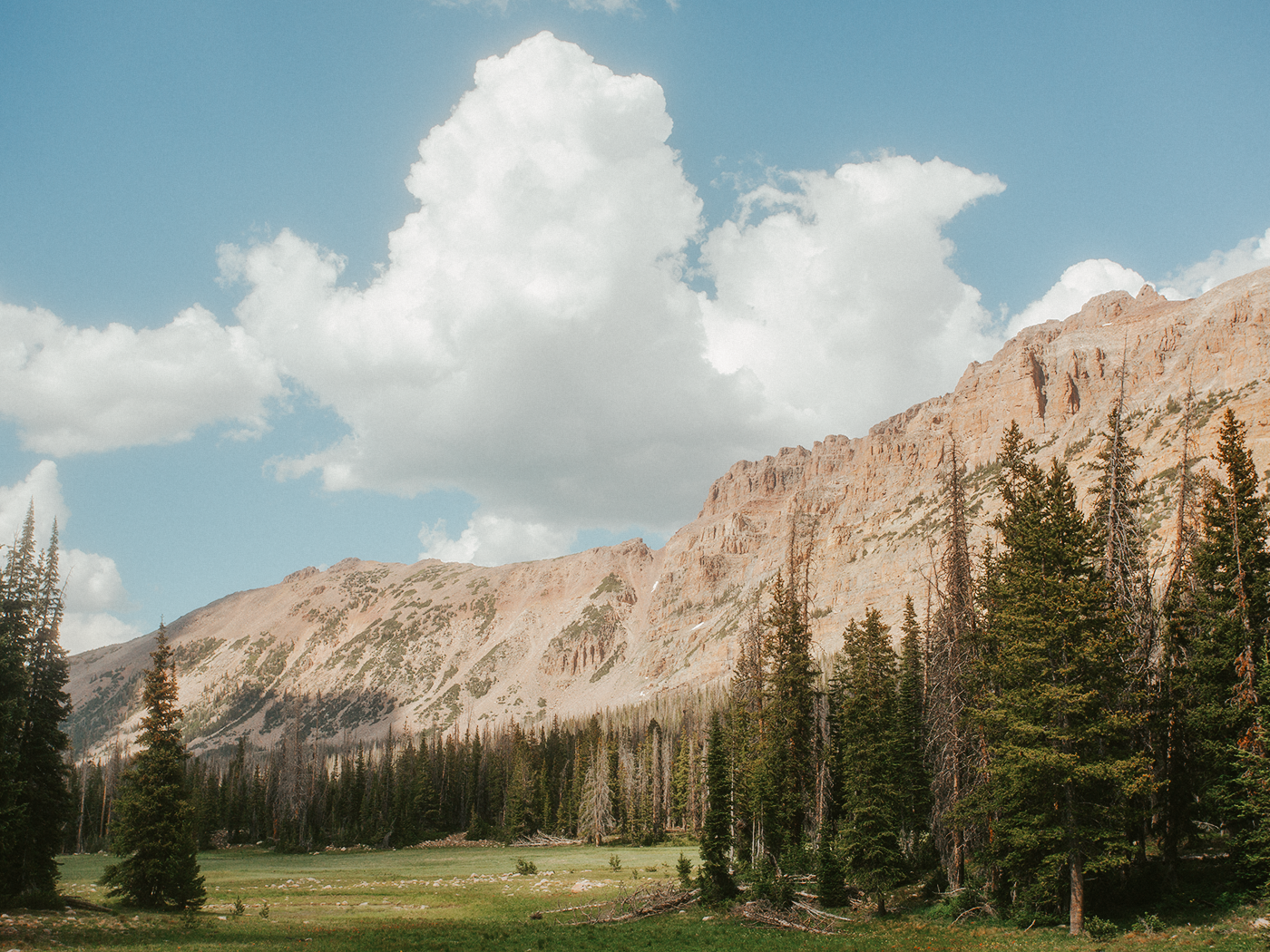 uinta_wildflowers_2Z7A2495.png