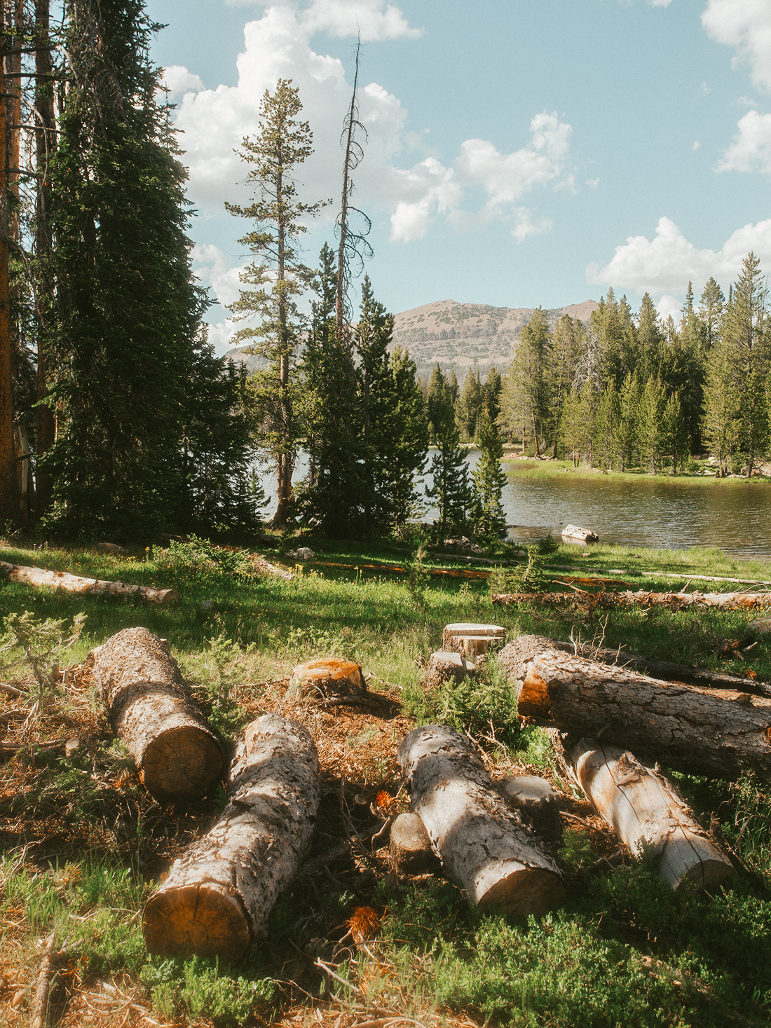 forest_light_2Z7A2577-2.png