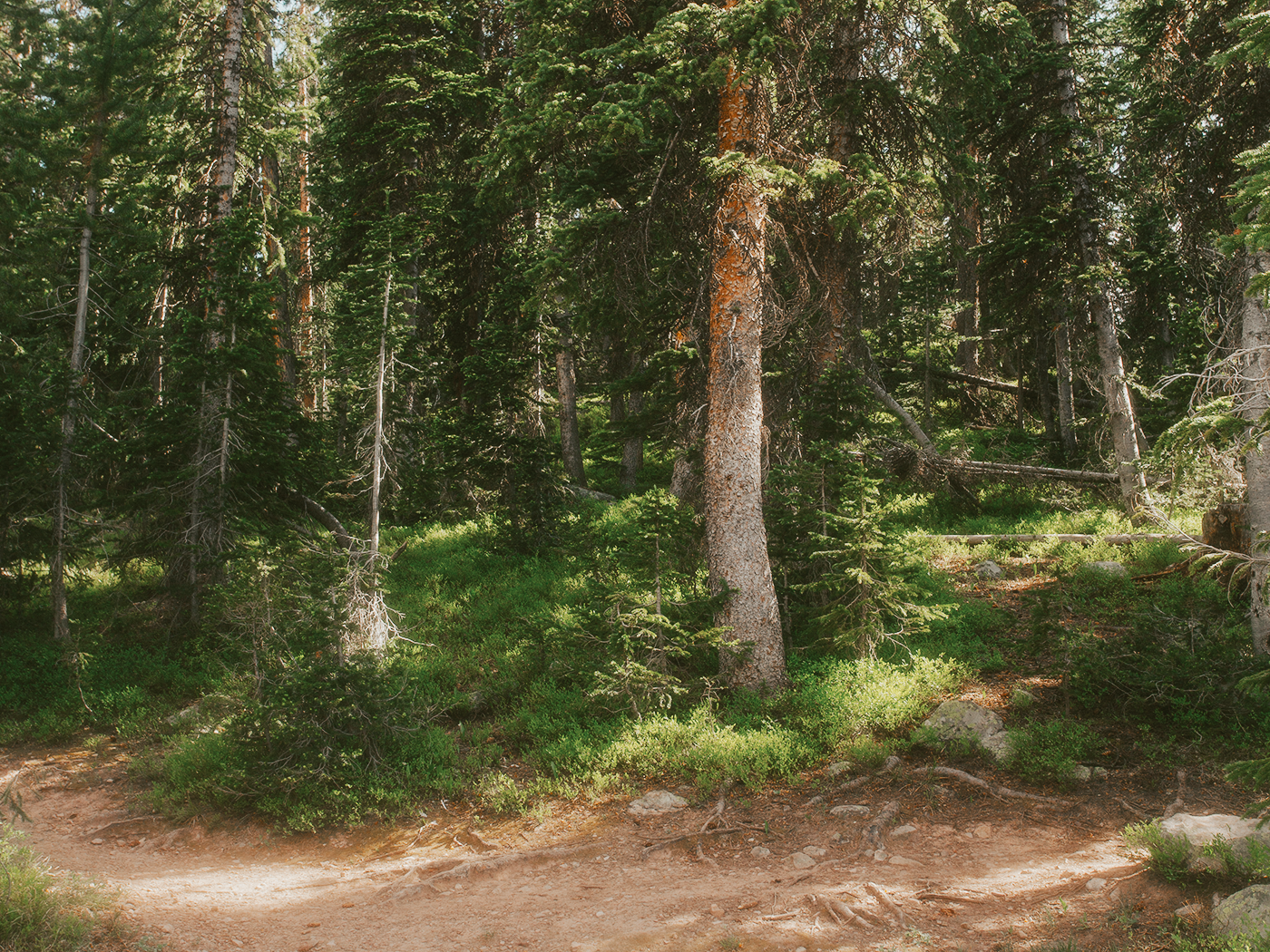 forest_light_2Z7A2590.png