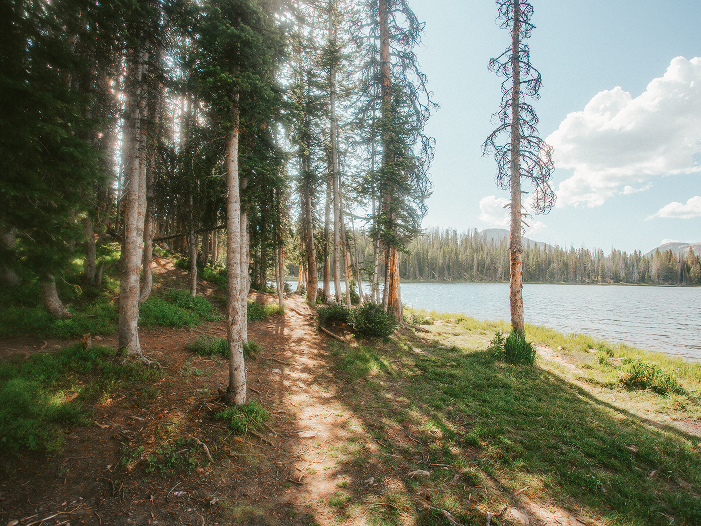 forest_light_2Z7A2602.png