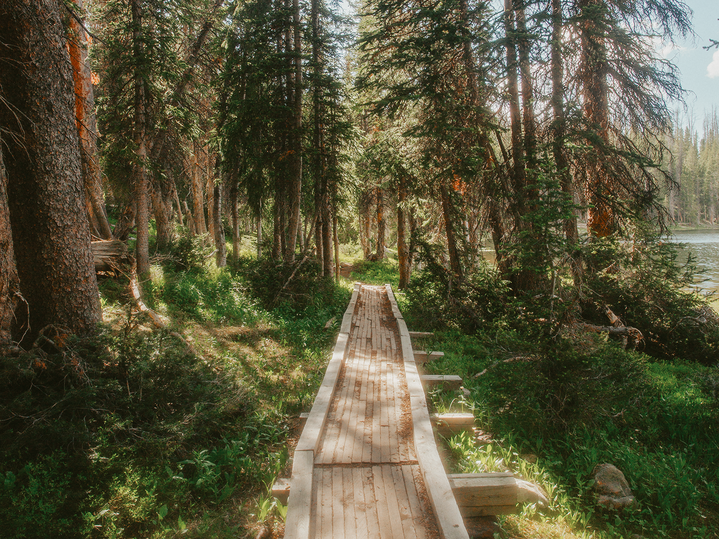 forest_light_2Z7A2635.png