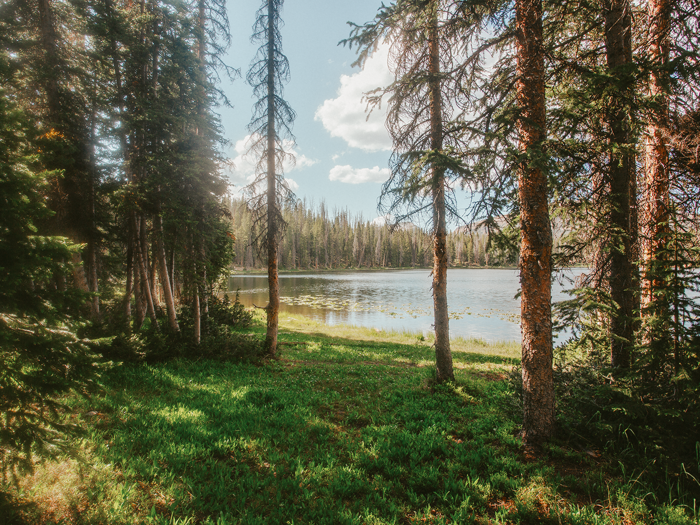 forest_light_2Z7A2633.png