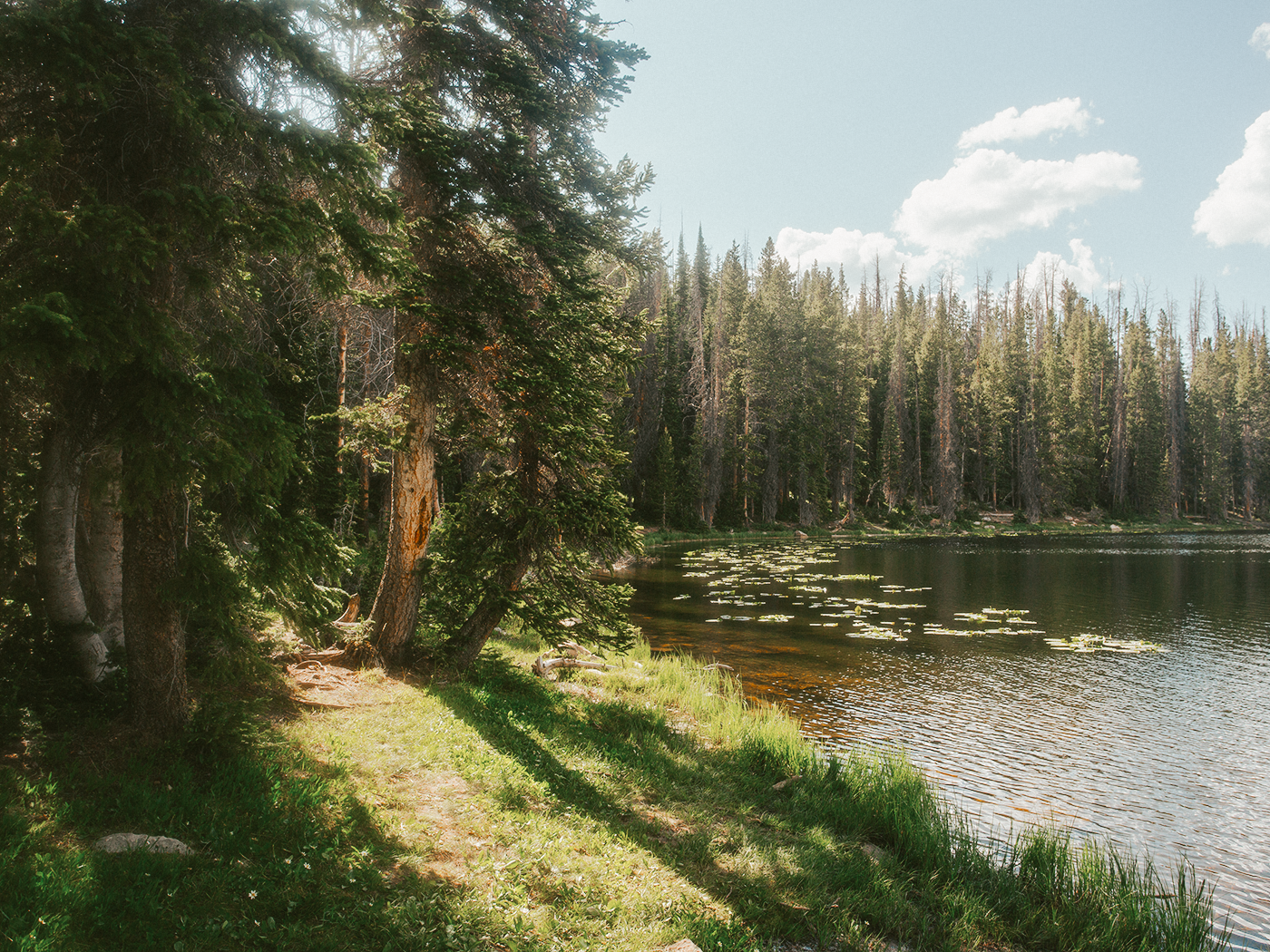 forest_light_2Z7A2652.png