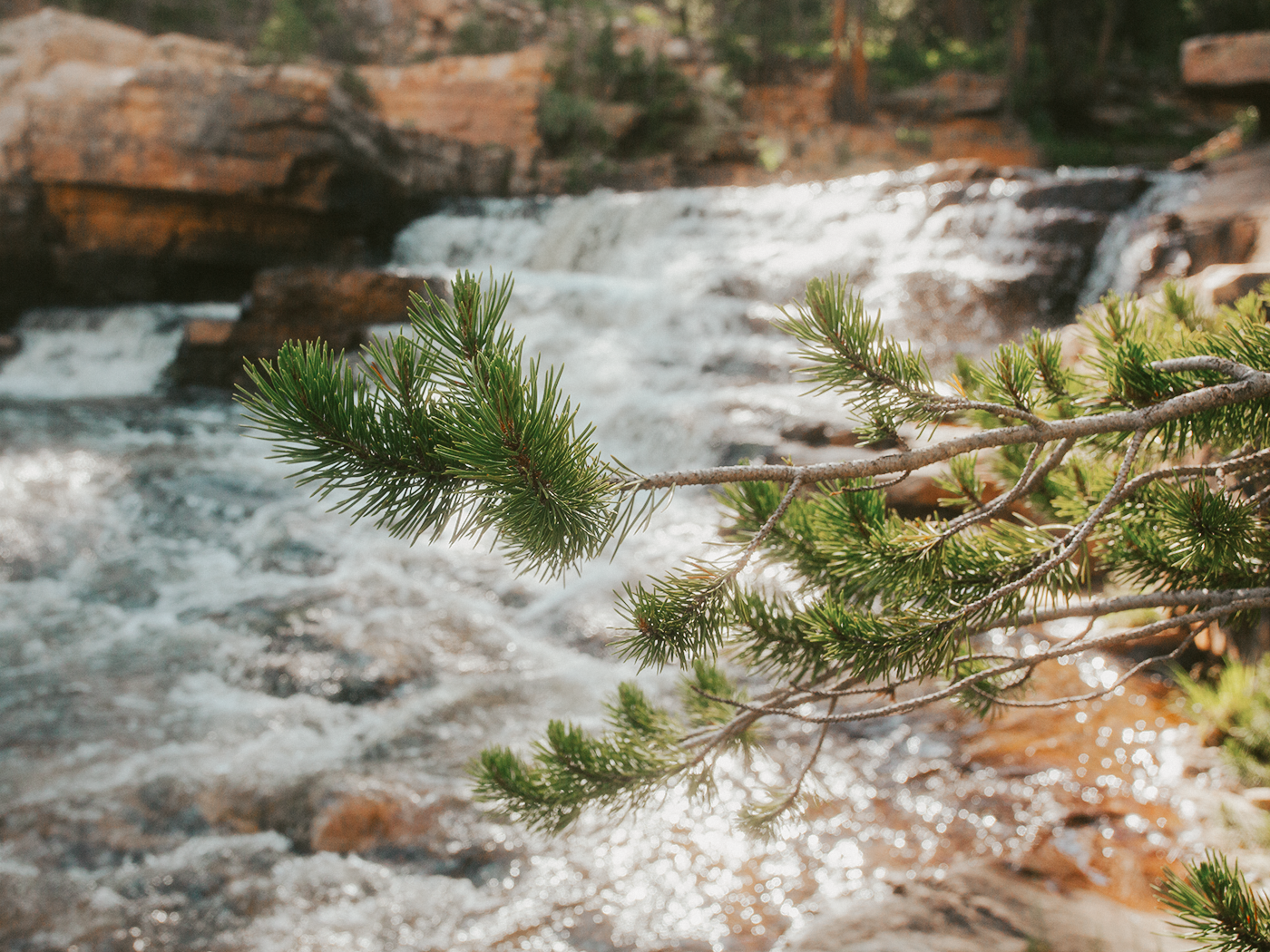 forest_light_2Z7A2788.png
