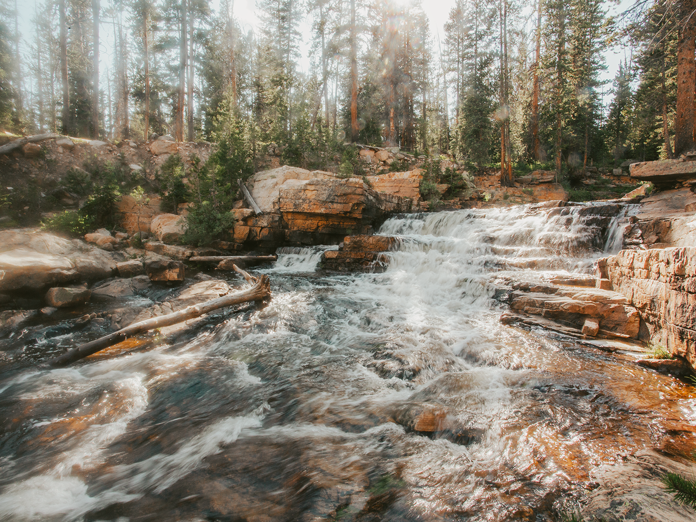 forest_light_2Z7A2805.png