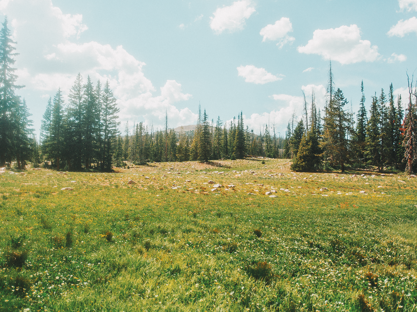 uinta_wilderness_2Z7A2399.png